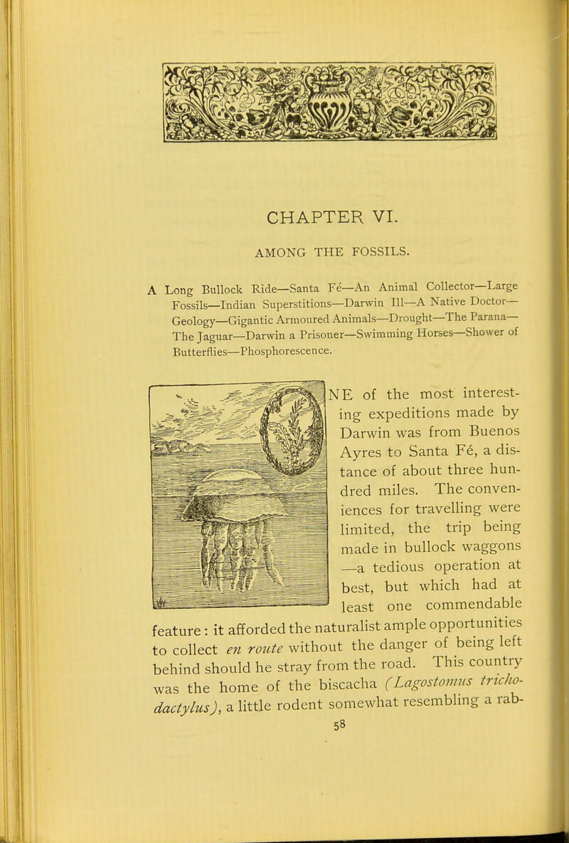 CHAPTER VI. AMONG THE FOSSILS. A Long Bullock Ride—Santa Fe—An Animal Collector—Large Fossils—Indian Superstitions—Darwin 111—A Native Doctor- Geology—Gigantic Armoured Animals—Drought—The Parana— The Jaguar—Darwin a Prisoner—Swimming Horses—Shower of Butterflies—Phosphorescence. NE of the most interest- ing expeditions made by- Darwin was from Buenos Ayres to Santa Fe, a dis- tance of about three hun- dred miles. The conven- iences for travelhng were limited, the trip being made in bullock waggons —a tedious operation at best, but which had at least one commendable feature: it afforded the naturalist ample opportunities to collect en route without the danger of bemg left behind should he stray from the road. This country was the home of the biscacha (Lagostomns tricho- dactylusa little rodent somewhat resembling a rab-