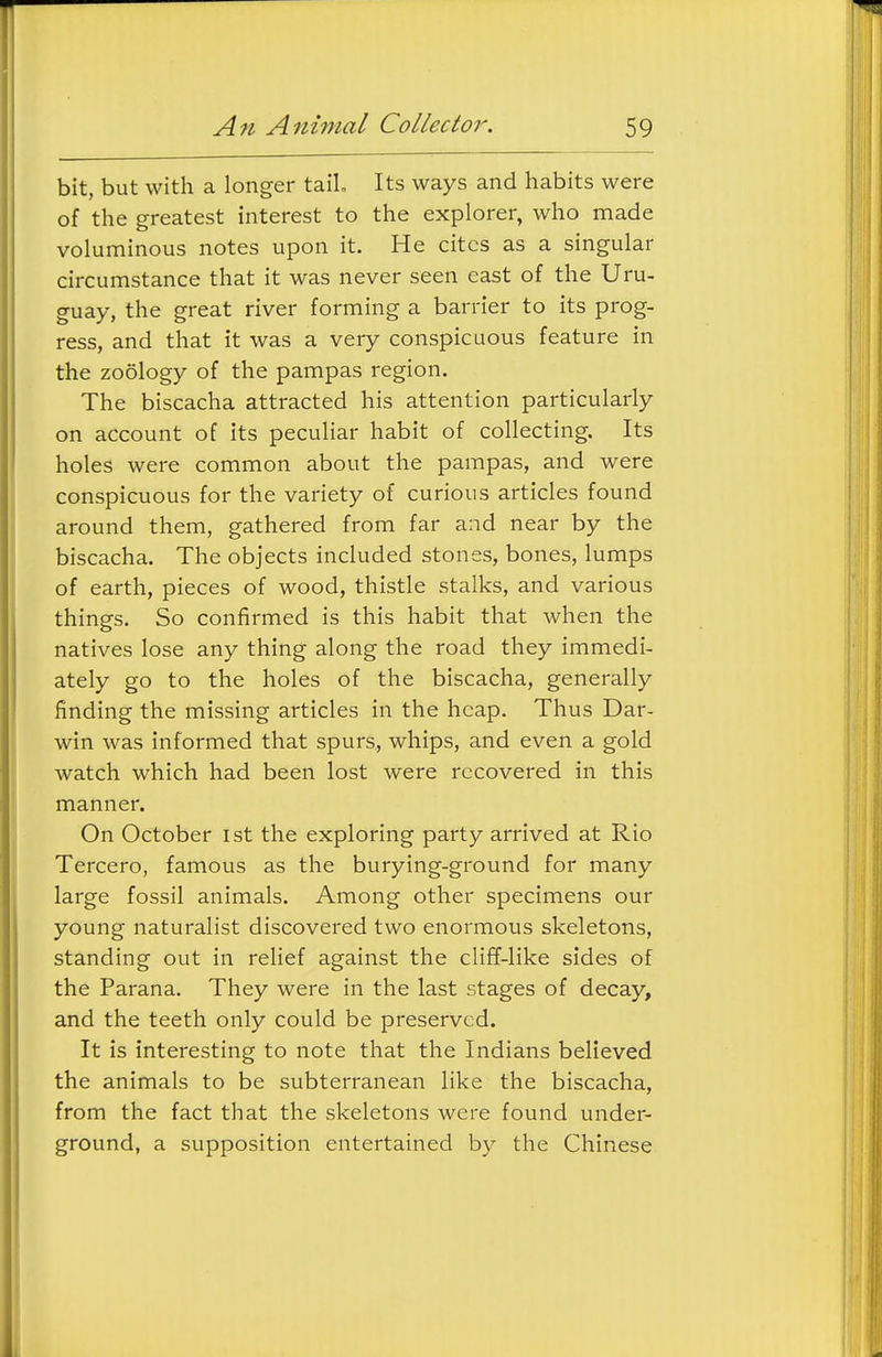 bit, but with a longer tail Its ways and habits were of the greatest interest to the explorer, who made voluminous notes upon it. He cites as a singular circumstance that it was never seen east of the Uru- guay, the great river forming a barrier to its prog- ress, and that it was a very conspicuous feature in the zoology of the pampas region. The biscacha attracted his attention particularly on account of its peculiar habit of collecting. Its holes were common about the pampas, and were conspicuous for the variety of curious articles found around them, gathered from far and near by the biscacha. The objects included stones, bones, lumps of earth, pieces of wood, thistle stalks, and various things. So confirmed is this habit that when the natives lose any thing along the road they immedi- ately go to the holes of the biscacha, generally finding the missing articles in the heap. Thus Dar- win was informed that spurs, whips, and even a gold watch which had been lost were recovered in this manner. On October ist the exploring party arrived at Rio Tercero, famous as the burying-ground for many large fossil animals. Among other specimens our young naturalist discovered two enormous skeletons, standing out in relief against the cliff-like sides of the Parana. They were in the last stages of decay, and the teeth only could be preserved. It is interesting to note that the Indians believed the animals to be subterranean like the biscacha, from the fact that the skeletons were found under- ground, a supposition entertained by the Chinese