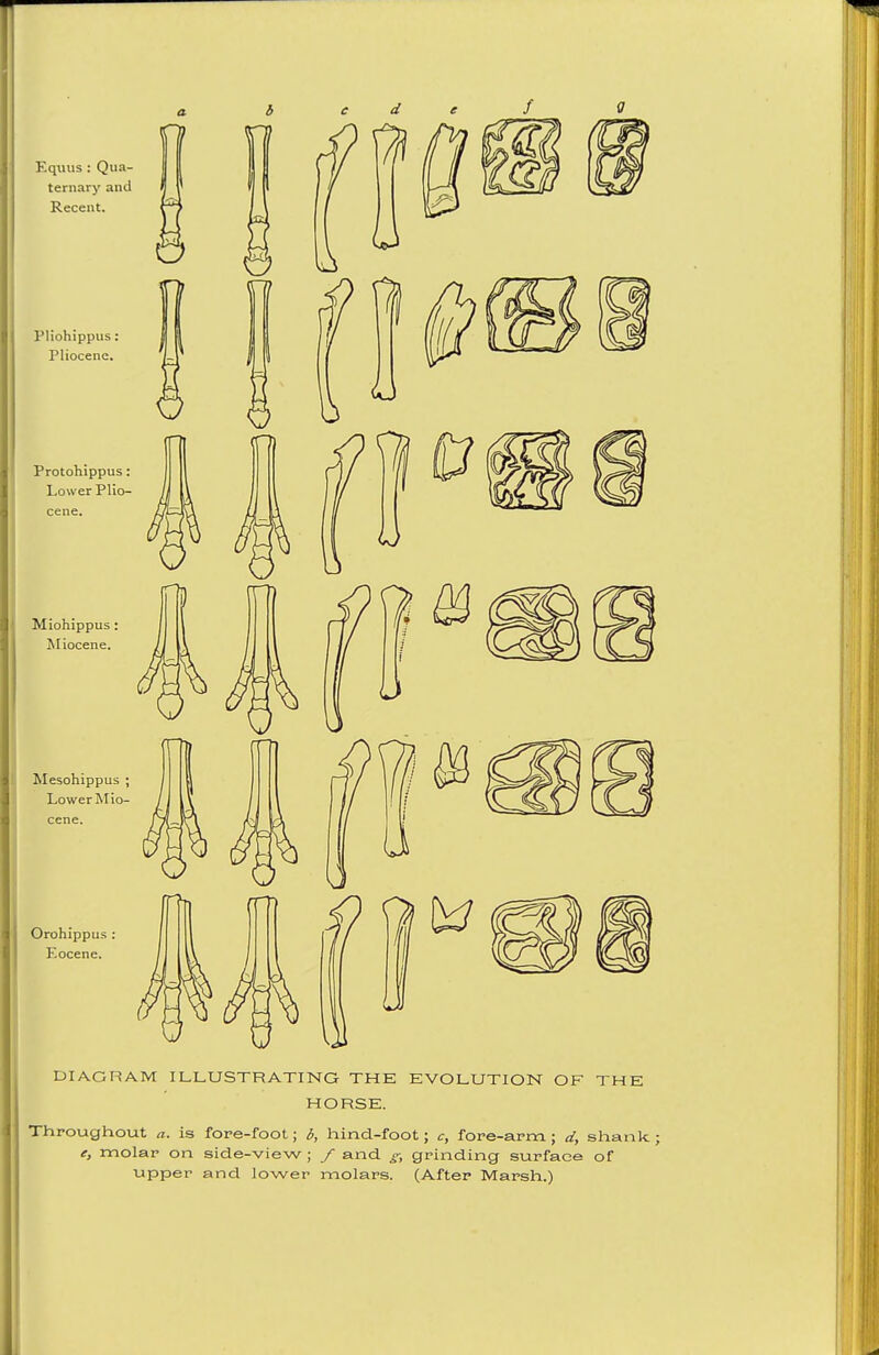 Equus : Qua- ternary and Recent. Pliohippus: Pliocene. Protohippus: Lower Plio- Miohippus: Miocene. Mesohippus ; Lower Mio- Orohippus : Eocene. DIAGRAM ILLUSTRATINO THE EVOLUTION OF THE HORSE. Throughout a. is fore-foot; i, hind-foot; c, fore-arm.; d, shank ; e, molar on side-view ; / and ^, grinding surface of upper and lower molars. (After Marsh.)