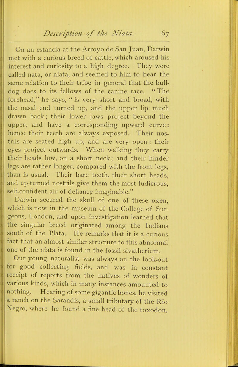 On an estancia at the Arroyo de San Juan, Darwin met with a curious breed of cattle, which aroused his interest and curiosity to a high degree. They were called nata, or niata, and seemed to him to bear the same relation to their tribe in general that the bull- dog does to its fellows of the canine race.  The forehead, he says,  is very short and broad, with the nasal end turned up, and the upper lip much drawn back; their lower jaws project beyond the upper, and have a corresponding upward curve: hence their teeth are always exposed. Their nos- trils are seated high up, and are very open ; their eyes project outwards. When walking they carry their heads low, on a short neck; and their hinder legs are rather longer, compared with the front legs, than is usual. Their bare teeth, their short heads, and up-turned nostrils give them the most ludicrous, self-confident air of defiance imaginable. Darwin secured the skull of one of these oxen, which is now in the museum of the College of Sur- geons, London, and upon investigation learned that the singular breed originated among the Indians south of the Plata. He remarks that it is a curious fact that an almost similar structure to this abnormal one of the niata is found in the fossil sivatherium. Our young naturalist was always on the look-out for good collecting fields, and was in constant receipt of reports from the natives of wonders of various kinds, which in many instances amounted to nothing. Hearing of some gigantic bones, he visited a ranch on the Sarandis, a small tributary of the Rio Negro, where he found a fine head of the toxodon,