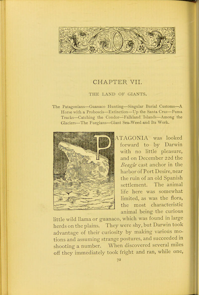 CHAPTER VII. THE LAND OF GIANTS. The Patagonians—Guanaco Hunting—Singular Burial Customs—A Horse with a Proboscis—Extinction—Up the Santa Cruz—Puma Tracks—Catching the Condor—Falkland Islands—Among the Glaciers—The Fuegians—Giant Sea-Weed and Its Work. ATAGONIA was looked forward to by Darwin with no little pleasure, and on December 22d the Beagle cast anchor in the harbor of Port Desire, near the ruin of an old Spanish settlement. The animal life here was somewhat limited, as was the flora, the most characteristic animal being the curious little wild llama or guanaco, which was found in large herds on the plains. They were shy, but Darwin took advantage of their curiosity by making various mo- tions and assuming strange postures, and succeeded in shooting a number. When discovered several miles off they immediately took fright and ran, while one,