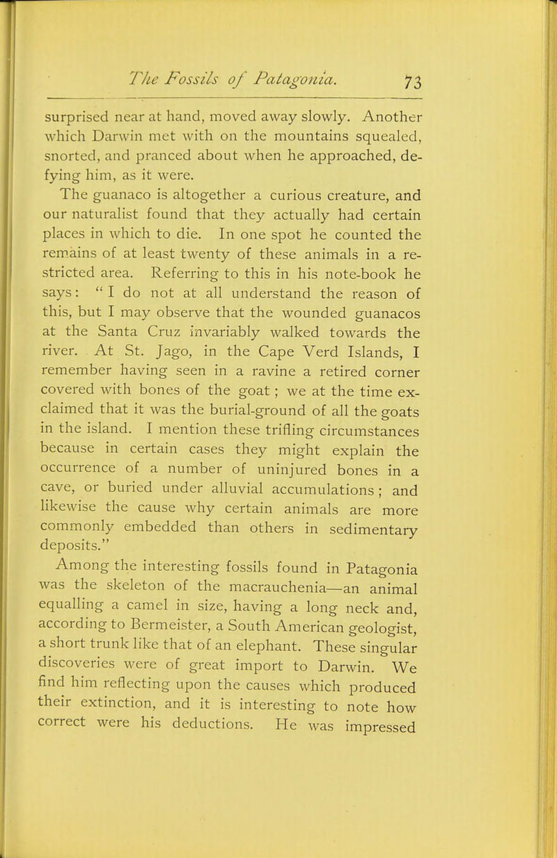 TJie Fossils oj Patagmiia. n surprised near at hand, moved away slowly. Another which Darwin met with on the mountains squealed, snorted, and pranced about when he approached, de- fying him, as it were. The guanaco is altogether a curious creature, and our naturalist found that they actually had certain places in which to die. In one spot he counted the remains of at least twenty of these animals in a re- stricted area. Referring to this in his note-book he says:  I do not at all understand the reason of this, but I may observe that the wounded guanacos at the Santa Cruz invariably walked towards the river. At St. Jago, in the Cape Verd Islands, I remember having seen in a ravine a retired corner covered with bones of the goat; we at the time ex- claimed that it was the burial-ground of all the goats in the island. I mention these trifling circumstances because in certain cases they might explain the occurrence of a number of uninjured bones in a cave, or buried under alluvial accumulations ; and likewise the cause why certain animals are more commonly embedded than others in sedimentary deposits. Among the interesting fossils found in Patagonia was the skeleton of the macrauchenia—an animal equalling a camel in size, having a long neck and, according to Bermeister, a South American geologist, a short trunk like that of an elephant. These singular discoveries were of great import to Darwin. We find him reflecting upon the causes which produced their extinction, and it is interesting to note how correct were his deductions. He was impressed