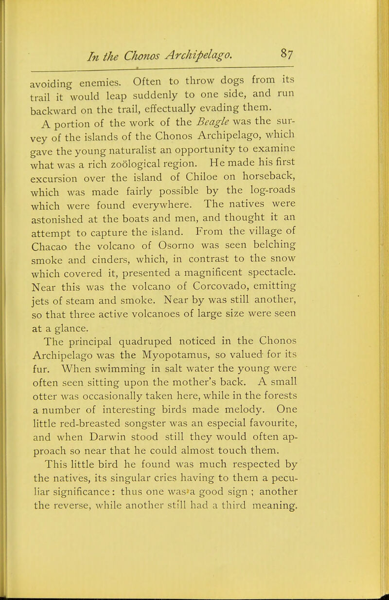 avoiding enemies. Often to throw dogs from its trail it would leap suddenly to one side, and run backward on the trail, effectually evading them. A portion of the work of the Beagle was the sur- vey of the islands of the Chonos Archipelago, which gave the young naturalist an opportunity to examine what was a rich zoological region. He made his first excursion over the island of Chiloe on horseback, which was made fairly possible by the log-roads which were found everywhere. The natives were astonished at the boats and men, and thought it an attempt to capture the island. From the village of Chacao the volcano of Osorno was seen belching smoke and cinders, which, in contrast to the snow which covered it, presented a magnificent spectacle. Near this was the volcano of Corcovado, emitting jets of steam and smoke. Near by was still another, so that three active volcanoes of large size were seen at a glance. The principal quadruped noticed in the Chonos Archipelago was the Myopotamus, so valued for its fur. When swimming in salt water the young were often seen sitting upon the mother's back. A small otter was occasionally taken here, while in the forests a number of interesting birds made melody. One little red-breasted songster was an especial favourite, and when Darwin stood still they would often ap- proach so near that he could almost touch them. This little bird he found was much respected by the natives, its singular cries having to them a pecu- liar significance: thus one was^a good sign ; another the reverse, while another sti'll had a third meaning.