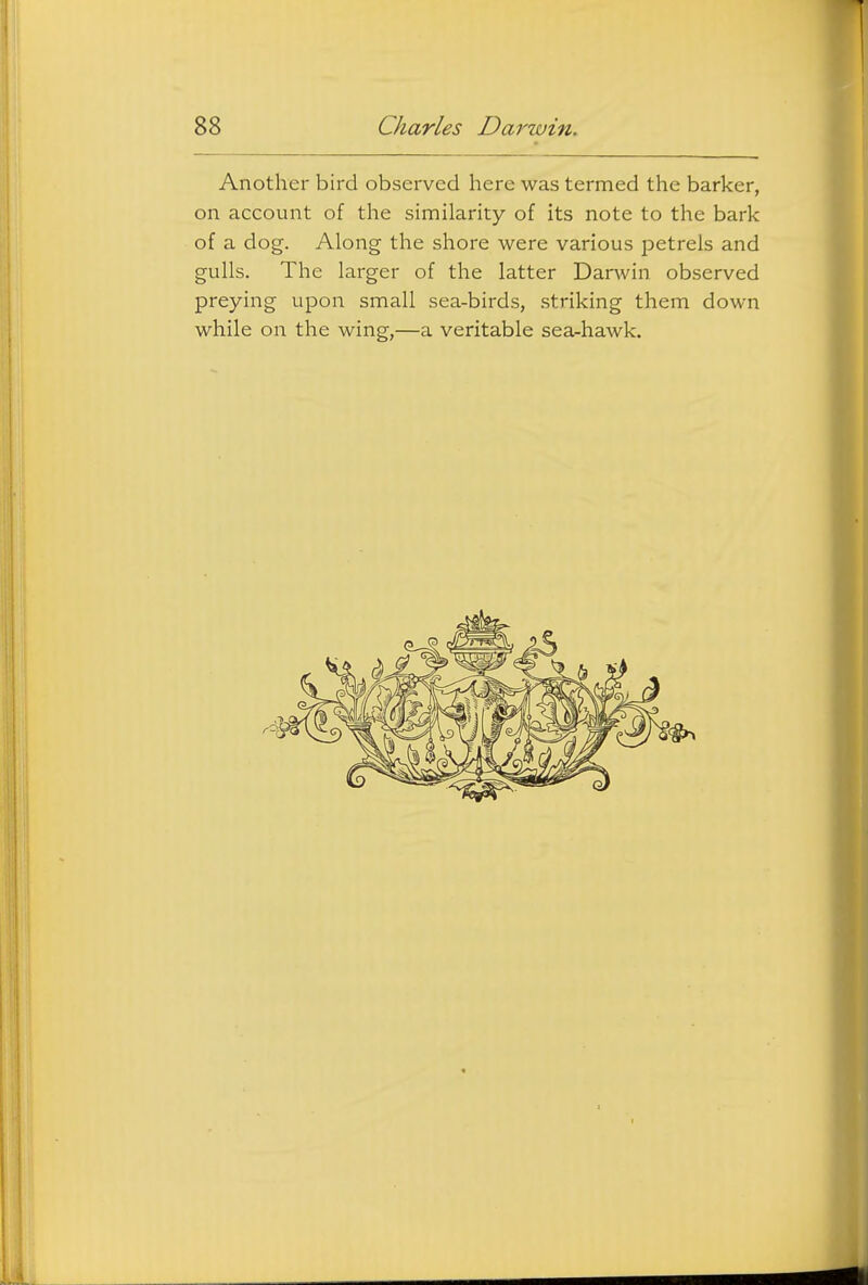 Another bird observed here was termed the barker, on account of the similarity of its note to the bark of a dog. Along the shore were various petrels and gulls. The larger of the latter Darwin observed preying upon small sea-birds, .striking them down while on the wing,—a veritable sea-hawk.