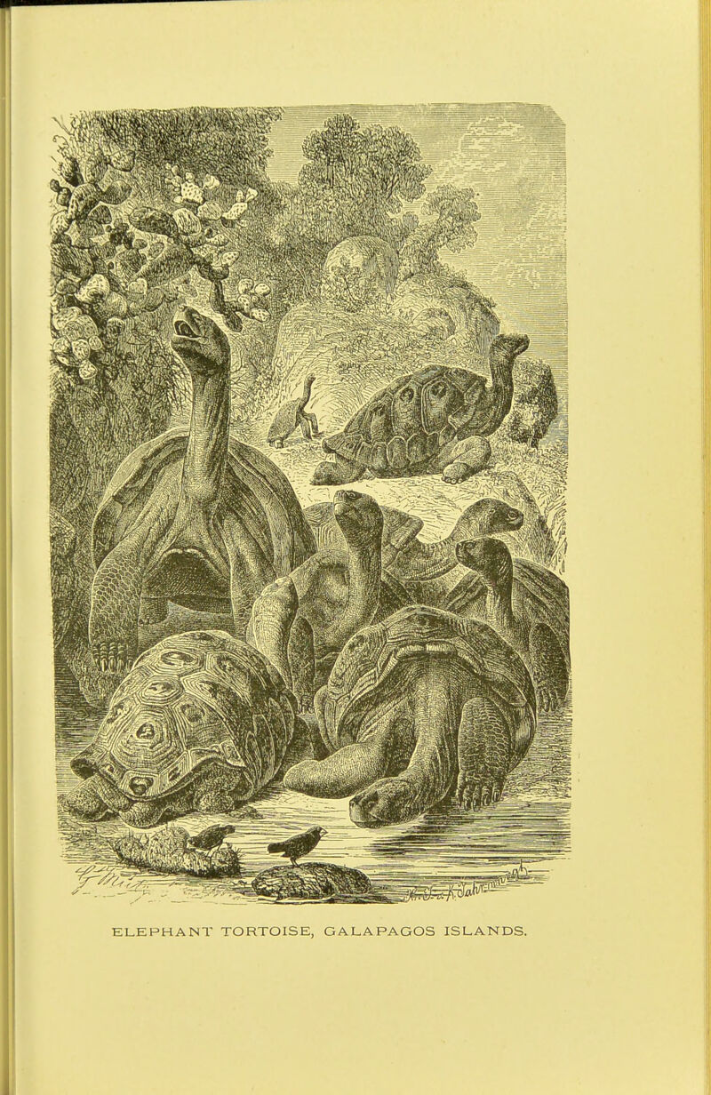 ELEPHANT TORTOISE, GALAPAGOS ISLANDS.