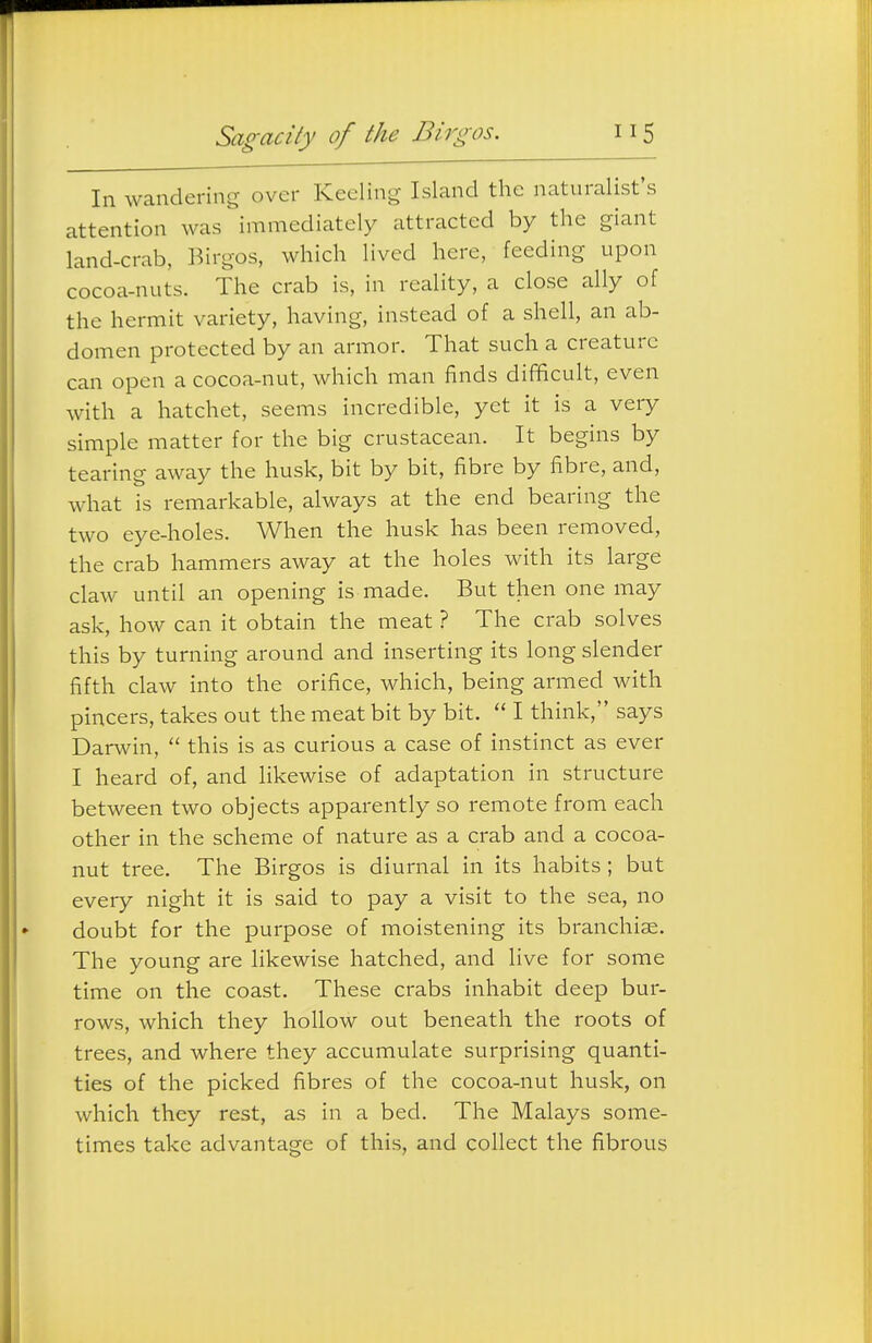 In wandering over Keeling Island the naturalist's attention was immediately attracted by the giant land-crab, Birgos, which lived here, feeding upon cocoa-nuts. The crab is, in reality, a close ally of the hermit variety, having, instead of a shell, an ab- domen protected by an armor. That such a creature can open a cocoa-nut, which man finds difficult, even with a hatchet, seems incredible, yet it is a very simple matter for the big crustacean. It begins by tearing away the husk, bit by bit, fibre by fibre, and, what is remarkable, always at the end bearing the two eye-holes. When the husk has been removed, the crab hammers away at the holes with its large claw until an opening is made. But then one may ask, how can it obtain the meat ? The crab solves this by turning around and inserting its long slender fifth claw into the orifice, which, being armed with pincers, takes out the meat bit by bit.  I think, says Darwin,  this is as curious a case of instinct as ever I heard of, and likewise of adaptation in structure between two objects apparently so remote from each other in the scheme of nature as a crab and a cocoa- nut tree. The Birgos is diurnal in its habits ; but every night it is said to pay a visit to the sea, no doubt for the purpose of moistening its branchiae. The young are likewise hatched, and live for some time on the coast. These crabs inhabit deep bur- rows, which they hollow out beneath the roots of trees, and where they accumulate surprising quanti- ties of the picked fibres of the cocoa-nut husk, on which they rest, as in a bed. The Malays some- times take advantage of this, and collect the fibrous
