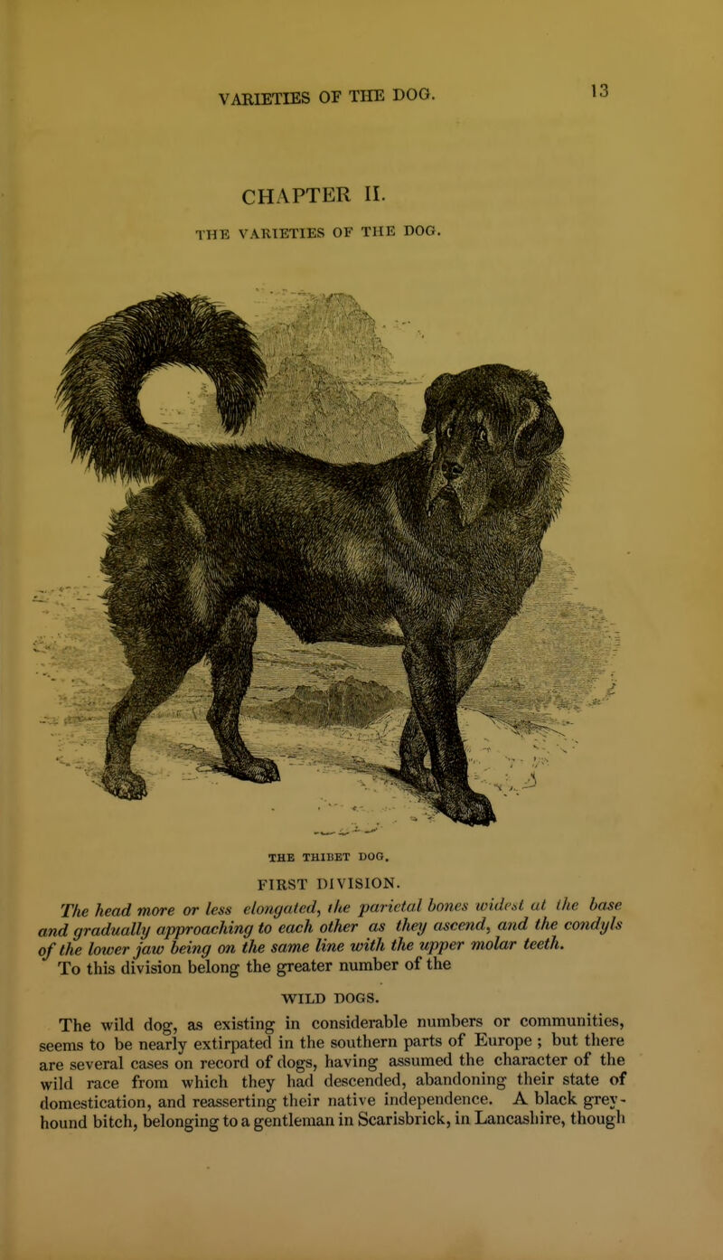 CHAPTER II. THE VARIETIES OF THE DOG. THE THIBET DOG, FIRST DIVISION. The head more or less elongated, the parietal bones loideU at the base and gradually approaching to each other as they ascend^ and the condyls of the lower jaw being on the same line with the upper molar teeth. To this division belong the greater number of the W^ILD DOGS. The wild dog, as existing in considerable numbers or communities, seems to be nearly extirpated in the southern parts of Europe ; but there are several cases on record of dogs, having assumed the character of the wild race from which they had descended, abandoning their state of domestication, and reasserting their native independence. A black grey- hound bitch, belonging to a gentleman in Scarisbrick, in Lancashire, though
