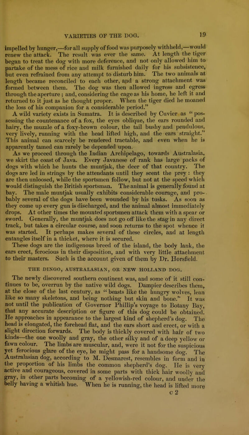 impelled by hunger,—for all supply of food was purposely withheld,—would renew the attack. The result was ever the sjuiie. At length the tiger began to treat the dog with more deference, and not only allowed him to partake of the mess of rice and milk furnished daily for his subsistence, but even refrained from any attempt to disturb him. The two animals at length became reconciled to each other, and a strong attachment was formed between them. The dog was then allowed ingress and egress through the aperture ; and, considering the cage as his home, he left it and returned to it just as he thought proper. When the tiger died he moaned the loss of his companion for a considerable period. A wild variety exists in Sumatra. It is described by Cuvier as  pos- sessing the countenance of a fox, the eyes oblique, the ears rounded and hairy, the muzzle of a foxy-brown colour, the tail bushy and pendulous, very lively, running with the head lifted high, and the ears straight. This animal can scarcely be rendered tractable, and even when he is apparently tamed can rarely be depended upon. As we proceed through the Indian Archipelago, towards Australasia, we skirt the coast of Java. Every Javanese of rank has large packs of dogs with which he hunts the muntjak, the deer of that country. The dogs are led in strings by the attendants until they scent the prey : they are then unloosed, while the sportsmen follow, but not at the speed which would distinguish the British sportsman. The animal is generally found at bay. The male muntjak usually exhibits considerable courage, and pro- bably several of the dogs have been wounded by his tusks. As soon as they come up every gun is discharged, and the animal almost immediately drops. At other times the mounted sportsmen attack them with a spear or sword. Generally, the muntjak does not go off like the stag in any direct track, but takes a circular course, and soon returns to the spot whence it was started. It perhaps makes several of these circles, and at length entangles itself in a thicket, where it is secured. These dogs are the indigenous breed of the island, the body lank, the ears erect, ferocious in their disposition, and with very little attachment to their masters. Such is the account given of them by Dr. Horsfield. THE DINGO, AUSTRALASIAM, OR NEW HOLLAND DOG. The newly discovered southern continent was, and some of it still con- tinues to be, overrun by the native wild dogs, Dampier describes them, at the close of the last century, as  beasts like the hungry wolves, lean like so many skeletons, and being nothing but skin and bone. It was not until the publication of Governor Phillip's voyage to Botany Bay, that any accurate description or figure of this dog could be obtained. He approaches in appearance to the largest kind of sheplierd's dog. The head is elongated, the forehead flat, and the ears short and erect, or with a slight direction forwards. The body is thickly covered with hair of two kinds—the one woolly and gray, the other silky and of a deep yellow or fawn colour. The limbs are muscular, and, were it not for the suspicious yet ferocious glare of the eye, he might pass for a handsome dog. The Australasian dog, according to M. Desmarcst, resembles in form and in the proportion of his limbs the conmion shepherd's dog. He is very active and courageous, covered in some parts with thick hair woolly and gray, in other parts becoming of a yellowish-red colour, and under the belly having a whitish hue. When he is running, the head is lifted more c 2