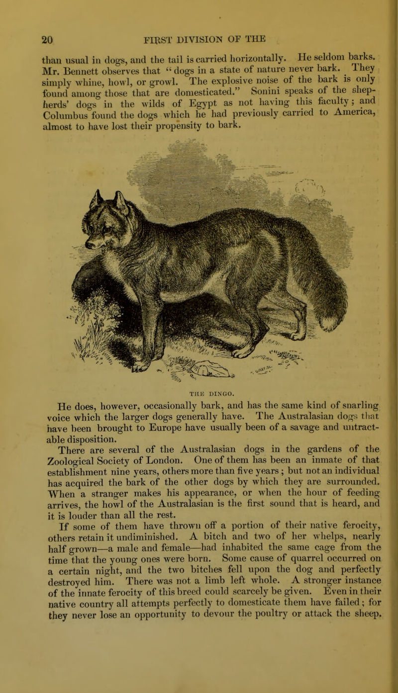 than usual in dogs, and the tail is carried horizontally. He seldom barks. Mr. Bennett observes that  dogs in a state of nature never bark. ^ They simply whine, howl, or growl. The explosive noise of the bark is only found among those that are domesticated. Sonini speaks of the shep- herds' dogs in tlie wilds of Egypt as not having this faculty; and Columbus found the dogs which he had previously carried to America, almost to have lost their propensity to bark. TIIK DINGO. He does, however, occasionally bark, and has the same kind of snarling voice which the larger dogs generally have. The Australasian dogs tliat have been brought to Europe have usually been of a savage and uutract- able disposition. There are several of the Australasian dogs in the gardens of the Zoological Society of London. One of them has been an inmate of that establishment nine years, others more than five years; but not an individual has acquired the bark of the other dogs by which they are surrounded. When a stranger makes his appearance, or when the hour of feeding arrives, the howl of the Australasian is the first sound that is heard, and it is louder than all the rest. If some of them have thrown off a portion of their native ferocity, others retain it undiminished. A bitch and two of her whelps, nearly half grown—a male and female—had inhabited the same cage from the time that the young ones were born. Some cause of quarrel occurred on a certain night, and the two bitches fell upon the dog and perfectly destroyed him. There was not a limb left whole. A stronger instance of the irmate ferocity of this breed could scarcely be given. Even in their native country all attempts perfectly to domesticate them have failed ; for they never lose an opportunity to devour the poultry or attack the sheep.