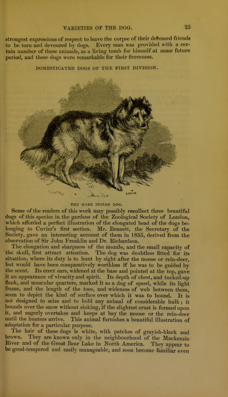 strongest expressions of respect to leave the corpse of their deceased friends to be torn and devoured by dogs. Every man was provided with a cer- tain number of tliese animals, as a living tomb for himself at some future period, and these dogs were remarkable for their fierceness. DOMESTICATED DOGS OF THE FIRST DIVISION. THE HARE INDIAN DOG. Some of the readers of this work may possibly recollect three beautiful dogs of this species in the gardens of the Zoological Society of London, which afforded a perfect illustration of the elongated head of the dogs be- longing to Cuvier's first section. Mr. Bennett, the Secretary of the Society, gave an interesting account of them in 1835, derived from the observation of Sir John Franklin and Dr. Richardson. The elongation and sharpness of the muzzle, and the small capacity of the skull, first attract attention. The dog was doubtless fitted for its situation, where its duty is to hunt by sight after the moose or rein-deer, but would have been comparatively worthless if he was to be guided by the scent. Its erect ears, widened at the base and pointed at the top, gave it an appearance of vivacity and spirit. Its depth of chest, and tucked-up flank, and muscular quarters, marked it as a dog of speed, while its light frame, and the length of the toes, and wideness of web between them, seem to depict the kind of surface over which it was to bound. It is not designed to seize and to hold any animal of considerable bulk ; it bounds over the snow without sinking, if the slightest crust is formed upon it, and eagerly overtakes and keeps at bay the moose or the rein-deer until the hunters arrive. This animal furnishes a beautiful illustration of adaptation for a particular purpose. The hair of these dogs is white, with patches of grayish-black and brown. They are known only in the neighbourhood of the Mackenzie River and of tlie Great Bear Lake in North America. They appear to be good-tempered and easily manageable, and soon become familiar even