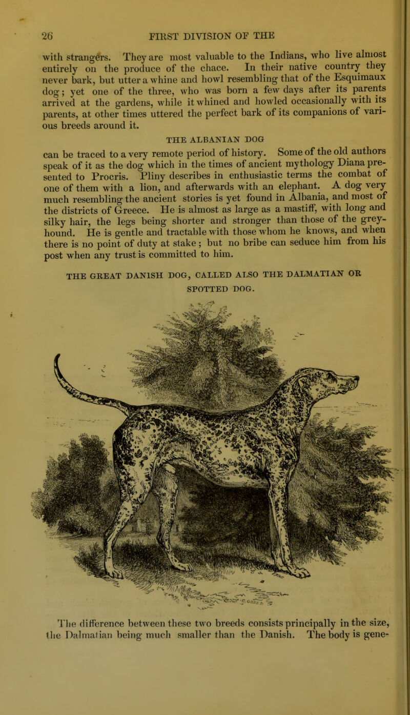 with strangers. They are most valuable to the Indians, who live almost entirely on the produce of the chace. In their native country they never bark, but utter a whine and howl resembling that of the Esquimaux dog; yet one of the three, who was born a few days after its parents arrived at the gardens, while it whined and howled occasionally with its parents, at other times uttered the perfect bark of its companions of vari- ous breeds around it. THE ALBANIAN DOG can be traced to a very remote period of history. Some of the old authors speak of it as the dog which in the times of ancient mythology Diana pre- sented to Procris. Pliny describes in enthusiastic terms the combat of one of them with a lion, and afterwards with an elephant. A dog very much resembling the ancient stories is yet found in Albania, and most of the districts of Greece. He is almost as large as a mastiff, with long and silky hair, the legs being shorter and stronger than those of the grey- hound. He is gentle and tractable Math those whom he knows, and when there is no point of duty at stake; but no bribe can seduce him from his post when any trust is committed to him. THE GREAT DANISH DOG, CALLED ALSO THE DALMATIAN OR SPOTTED DOG. The difference between these two breeds consists principally in the size, 1 he Dalmatian being much smaller than the Danish. The body is gene-