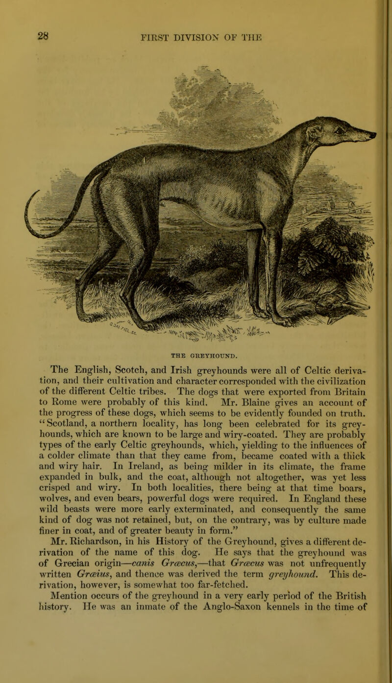 THE GREYHOUND. The English, Scotch, and Irish greyhounds were all of Celtic deriva- tion, and their cultivation and character corresponded with the civilization of the different Celtic tribes. The dogs that were exported from Britain to Rome Avere probably of this kind. Mr. Blaine gives an account of the progress of these dogs, which seems to be evidently founded on truth.  Scotland, a northern locality, has long been celebrated for its grey- hounds, which are known to be large and wiry-coated. They are probably types of the early Celtic greyhounds, which, yielding to the influences of a colder climate than that they came from, became coated with a thick and wiry hair. In Ireland, as being milder in its climate, the frame expanded in bulk, and the coat, although not altogether, was yet less crisped and wiry. In both localities, there being at that time boars, wolves, and even bears, powerful dogs were required. In England these wild beasts were more early exterminated, and consequently the same kind of dog was not retained, but, on the contrary, was by culture made finer in coat, and of greater beauty in form. Mr. Richardson, in his History of the Greyhound, gives a different de- rivation of the name of this dog. He says that the greyhound was of Grecian origin—canis Grcecus,—that Grcecus was not unfrequently written Graim^ and thence was derived the term greyhound. This de- rivation, however, is somewhat too far-fetched. Mention occurs of the greyhound in a very early period of the British history. He was an inmate of the Anglo-Saxon kennels in the time of