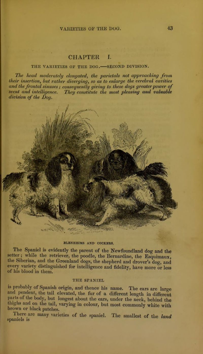 CHAPTER I. THE VAIIIETIES OF THE DOG. SECOND DIVISION. The head moderately elongated^ the parietals not approaching from their insertion, but rather diverging, so as to enlarge the cerebral cavities and the frontal sinuses; consequently giving to these dogs greater power of scent and intelligence. They constitute the most pleasing and valuable division of the Dog. BLENHEIMS AND COCKERS. The Spaniel is evidently the parent of the Newfoundland dog and the setter ; while the retriever, the poodle, the Bernardine, the Esquimaux, the Siberian, and the Greenland dogs, the shepherd and drover's dog, and every variety distinguished for intelligence and fidelity, have more or less of his blood in them. THE SPANIEL is probably of Spanish origin, and thence his name. The ears are large and pendent, the tail elevated, the fur of a different length in different parts of the body, but longest about the ears, under the neck, behind the thighs and on the tail, varying in colour, but most commonly white with brown or black patches. There are many varieties of the spaniel. The smallest of the land spaniels is