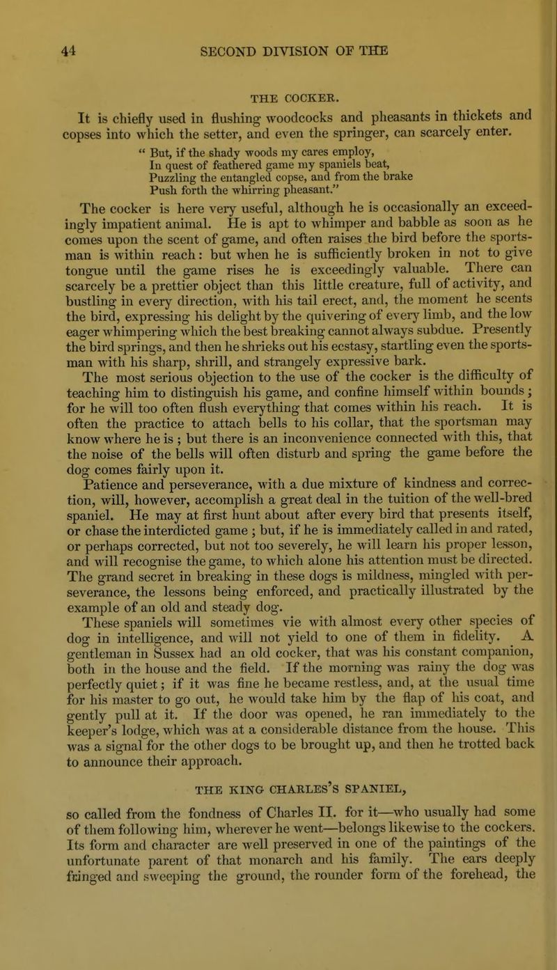 THE COCKER. It is chiefly used in flushing woodcocks and pheasants in thickets and copses into which the setter, and even the springer, can scarcely enter.  But, if the shady woods my cares employ, In quest of feathered game my spaniels beat, Puzzling the entangled copse, and from the brake Push forth the whirring pheasant. The cocker is here very useful, although he is occasionally an exceed- ingly impatient animal. He is apt to whimper and babble as soon as he comes upon the scent of game, and often raises the bird before the sports- man is within reach: but when he is sufficiently broken in not to give tongue until the game rises he is exceedingly valuable. There can scarcely be a prettier object than this little creature, full of activity, and bustling in every direction, with his tail erect, and, the moment he scents the bird, expressing his delight by the quivering of everj'^ limb, and the low eager whimpering which the best breaking cannot always subdue. Presently the bird springs, and then he shrieks out his ecstasy, startling even the sports- man with his sharp, shrill, and strangely expressive bark. The most serious objection to the use of the cocker is the difficulty of teaching him to distinguish his game, and confine himself within bounds; for he will too often flush everything that comes within his reach. It is often the practice to attach bells to his collar, that the sportsman may know where he is ; but there is an inconvenience connected with this, that the noise of the bells will often disturb and spring the game before the dog comes fairly upon it. Patience and perseverance, with a due mixture of kindness and correc- tion, will, however, accomplish a great deal in the tuition of the well-bred spaniel. He may at first hunt about after every bird that presents itself, or chase the interdicted game ; but, if he is immediately called in and rated, or perhaps corrected, but not too severely, he will learn his proper lesson, and will recognise the game, to which alone his attention must be directed. The grand secret in breaking in these dogs is mildness, mingled with per- severance, the lessons being enforced, and practically illustrated by the example of an old and steady dog. These spaniels will sometimes vie with almost every other species of dog in intelligence, and will not yield to one of them in fidelity. A gentleman in Sussex had an old cocker, that was his constant companion, both in the house and the field. If the morning was rainy the dog was perfectly quiet; if it was fine he became restless, and, at the usual time for his master to go out, he would take him by the flap of his coat, and gently pull at it. If the door was opened, he ran immediately to the keeper's lodge, which was at a considerable distance from the house. This was a signal for the other dogs to be brought up, and then he trotted back to announce their approach. THE KING Charles's spaniel, so called from the fondness of Charles II. for it—who usually had some of them following him, wherever he went—belongs likewise to the cockers. Its form and character are well preserved in one of the paintings of the imfortunate parent of that monarch and his family. The ears deeply fringed and sweeping the ground, the rounder form of the forehead, the