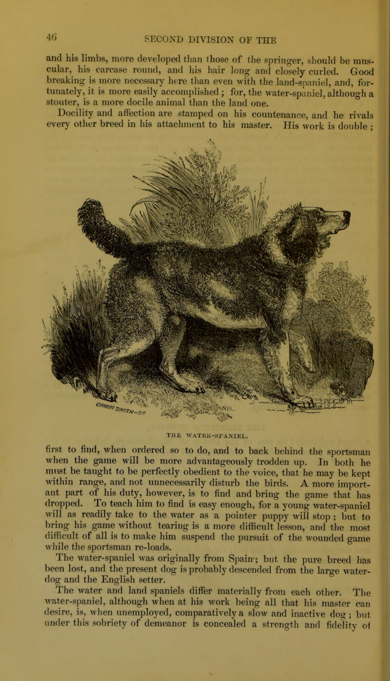 and his limbs, more developed tl)an those of tlie springer, should be mus- cular, his carcase round, and Ids hair long and closely curled. Good breaking is more necessary here than even with the land-spaniel, and, for- tunately, it is more easily accomplished ; for, the water-spaniel, although a stouter, is a more docile animal than the land one. Docility and affection are stamped on his countenance, and he rivals every other breed in his attachment to his master. His work is double ; THE WATEK-SPANIEL. first to find, when ordered so to do, and to back behind the sportsman when the game will be more advantageously trodden up. In both he must be taught to be perfectly obedient to the voice, that he may be kept within range, and not unnecessarily disturb the birds. A more import- ant part of his duty, however, is to find and bring the game that has dropped. To teach him to find is easy enough, for a young water-spaniel will as readily take to the water as a pointer puppy will stop ; but to bring his game without tearing is a more difficult lesson, and the most diflficult of all is to make him suspend the pursuit of the wounded game while the sportsman re-loads. The water-spaniel was originally from Spain; but the pure breed has been lost, and the present dog is probably descended from the large water- dog and the English setter. The water and land spaniels diflfer materially from each other. The water-spaniel, although when at his work being all that his master can desire, is, when unemployed, comparatively a slow and inactive dog; but tinder this sobriety of demeanor is concealed a strength and fidelity of