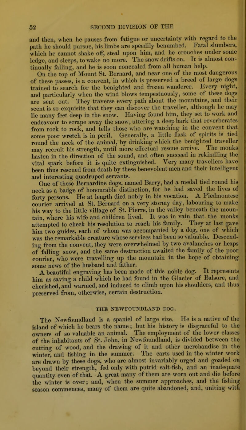 and then, when he pauses from fatigue or uncertainty with regard to the path he should pursue, his limbs are speedily benumbed. Fatal slumbers, which he cannot shake off, steal upon him, and he crouches under some ledge, and sleeps, to wake no more. The snow drifts on. It is almost con- tinually falling, and he is soon concealed from all human help. On the top of Mount St. Bernard, and near one of the most dangerous of these passes, is a convent, in which is preserved a breed of large dogs trained to search for the benighted and frozen wanderer. Every night, and particularly when the wind blows tempestuously, some of these dogs are sent out. They traverse every path about the mountains, and their scent is so exquisite that they can discover the traveller, although he may lie many feet deep in the snow. Having found liim, they set to work and endeavour to scrape away the snow, uttering a deep bark that reverberates from rock to rock, and tells those who are watching in the convent that some poor wretch is in peril. Generally, a little flask of spirits is tied round the neck of the animal, by drinking which the benighted traveller may recruit his strength, until more effectual rescue arrive. The monks hasten in the direction of the sound, and often succeed in rekindling the vital spark before it is quite extinguished. Very many travellers have been thus rescued from death by these benevolent men and their intelligent and interesting quadruped servants. One of these Bernardine dogs, named Barry, had a medal tied round his neck as a badge of honourable distinction, for he had saved the lives of forty persons. He at length died nobly in his vocation. A Piedmontese courier arrived at St. Bernard on a very stormy day, labouring to make his way to the little village of St. Pierre, in the valley beneath the moun- tain, where his wife and children lived. It was in vain that the monks attempted to check his resolution to reach his family. They at last gave him two guides, each of whom was accompanied by a dog, one of which was the remarkable creature whose services had been so valuable. Descend- ing from the convent, they were overwhelmed by two avalanches or heaps of falling snow, and the same destruction awaited the family of the poor courier, M'ho were travelling up the mountain in the hope of obtaining some news of the husband and father. A beautiful engraving has been made of this noble dog. It represents him as saving a child which he had found in the Glacier of Balsore, and cherished, and warmed, and induced to climb upon his shoulders, and thus preserved from, otherwise, certain destruction. THE NEWFOUNDLAND DOG. The Newfoundland is a spaniel of large size. He is a native of the island of which he bears the name; but his history is disgraceful to the owners of so valuable an animal. The employment of the lower classes of the inhabitants of St. John, in Newfoundland, is divided between the cutting of wood, and the drawing of it and other merchandise in the winter, and fishing in the summer. The carts used in the winter work are drawn by these dogs, who are almost invariably urged and goaded on beyond their strength, fed only with putrid salt-fish, and an inadequate quantity even of that. A great many of them are worn out and die before the winter is over; and, when the summer approaches, and the fishing season commences, many of them are quite abandoned, and, uniting with