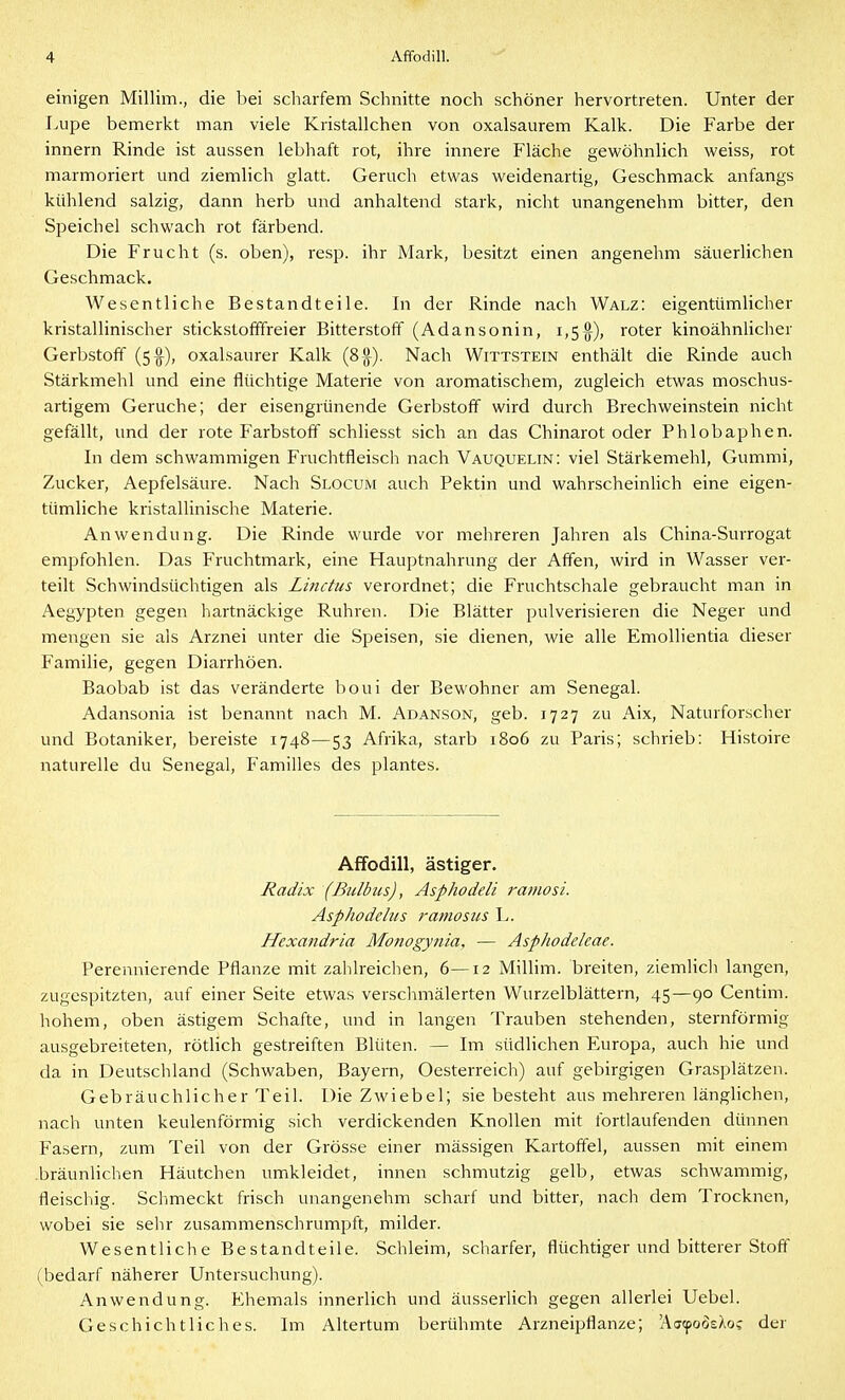 einigen Millim., die bei scharfem Schnitte noch schöner hervortreten. Unter der Lupe bemerkt man viele Kristallchen von oxalsaurem Kalk. Die Farbe der innern Rinde ist aussen lebhaft rot, ihre innere Fläche gewöhnlich weiss, rot marmoriert und ziemlich glatt. Geruch etwas weidenartig, Geschmack anfangs kühlend salzig, dann herb und anhaltend stark, nicht unangenehm bitter, den Speichel schwach rot färbend. Die Frucht (s. oben), resp. ihr Mark, besitzt einen angenehm säuerlichen Geschmack. Wesentliche Bestandteile. In der Rinde nach Walz: eigentümlicher kristallinischer stickstofffreier Bitterstoff (Adansonin, i,S%)> roter kinoähnlicher Gerbstoff (5^), oxalsaurer Kalk (8^). Nach Wittstein enthält die Rinde auch Stärkmehl und eine flüchtige Materie von aromatischem, zugleich etwas moschus- artigem Gerüche; der eisengrünende Gerbstoff wird durch Brechweinstein nicht gefällt, und der rote Farbstoff schliesst sich an das Chinarot oder Phlobaphen. In dem schwammigen Fruchtfleisch nach Vauquelin: viel Stärkemehl, Gummi, Zucker, Aepfelsäure. Nach Slocum auch Pektin und wahrscheinlich eine eigen- tümliche kristallinische Materie. Anwendung. Die Rinde wurde vor mehreren Jahren als China-Surrogat empfohlen. Das Fruchtmark, eine Hauptnahrung der Affen, wird in Wasser ver- teilt Schwindsüchtigen als Linctus verordnet; die Fruchtschale gebraucht man in Aegypten gegen hartnäckige Ruhren. Die Blätter pulverisieren die Neger und mengen sie als Arznei unter die Speisen, sie dienen, wie alle Emollientia dieser Familie, gegen Diarrhöen. Baobab ist das veränderte boui der Bewohner am Senegal. Adansonia ist benannt nach M. Adanson, geb. 1727 zu Aix, Naturforscher und Botaniker, bereiste 1748—53 Afrika, starb 1806 zu Paris; schrieb: Histoire naturelle du Senegal, Familles des plantes. Affodill, ästiger. Radix (Bulbus), Asphodeli ramosi. Asphodehis ramosiis L. Hexandria Monogynia. — AspJiodeleae. Perennierende Pflanze mit zahlreichen, 6—12 Millim. breiten, ziemlicli langen, zugespitzten, auf einer Seite etwas versclimälerten Wurzelblättern, 45—90 Centim. hohem, oben ästigem Schafte, und in langen Trauben stehenden, sternförmig ausgebreiteten, rötlich gestreiften Blüten. — Im südlichen Europa, auch hie und da in Deutschland (Schwaben, Bayern, Oesterreich) auf gebirgigen Grasplätzen. Gebräuchlicher Teil. Die Zwiebel; sie besteht aus mehreren länglichen, nach unten keulenförmig sich verdickenden Knollen mit fortlaufenden dünnen Fasern, zum Teil von der Grösse einer mässigen Kartoffel, aussen mit einem .bräunlichen Häutchen umkleidet, innen schmutzig gelb, etwas schwammig, fleischig. Schmeckt frisch unangenehm scharf und bitter, nach dem Trocknen, wobei sie sehr zusammen.schrumpft, milder. Wesentliche Bestandteile. Schleim, scharfer, flüchtiger und bitterer Stoff (bedarf näherer Untersuchung). Anwendung. Ehemals innerlich und äusseriich gegen allerlei Uebel. Geschichtliches. Im Altertum berühmte Arzneipflanze; 'AacpoösAo? der