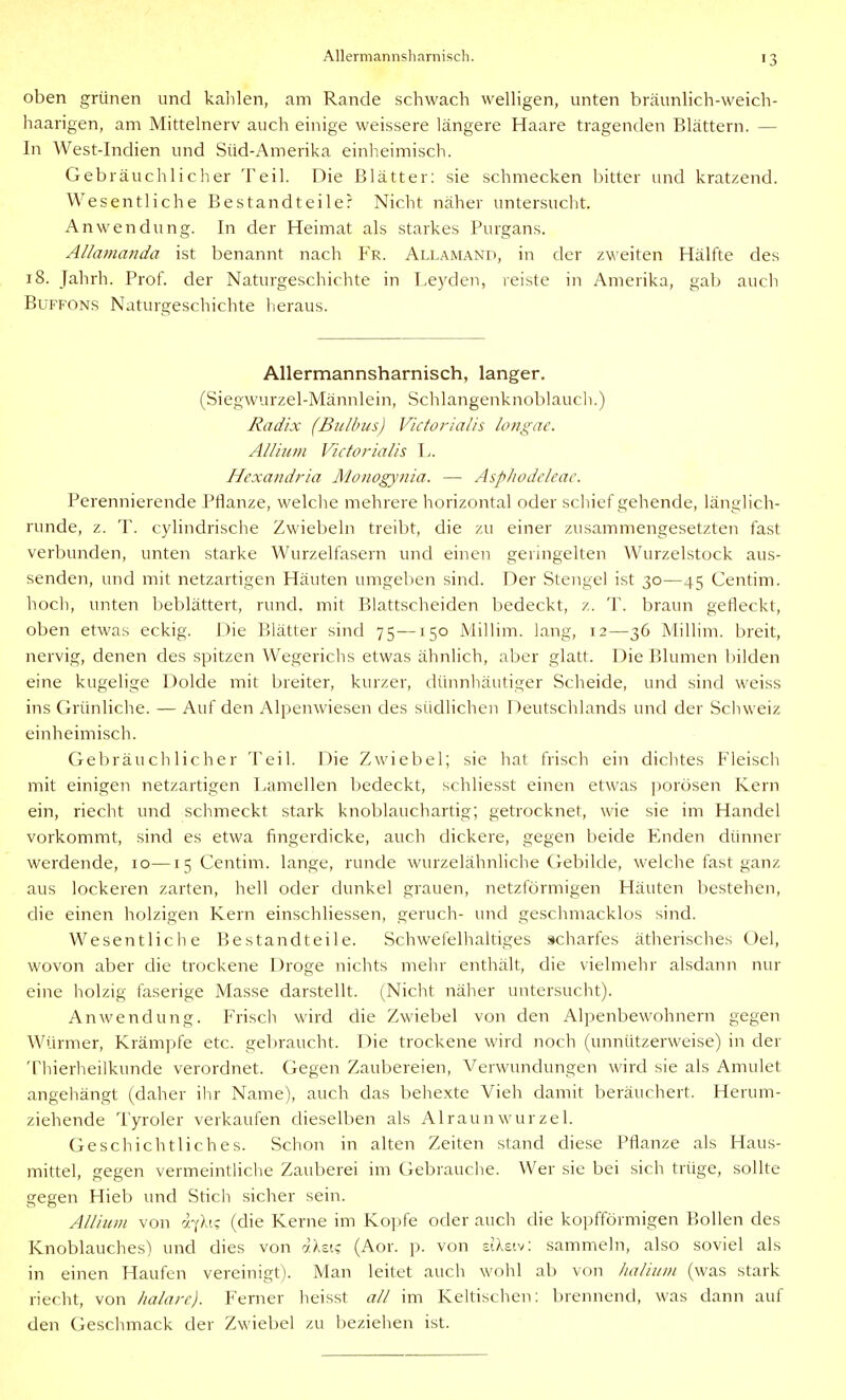 Allermannsharnisch. oben grünen und kalilen, am Rande schwach welhgen, unten bräunlich-weich- haarigen, am Mittelnerv auch einige weissere längere Haare tragenden Blättern. — In West-Indien und Süd-Amerika einheimisch. Gebräuchlicher Teil. Die Blätter: sie schmecken bitter und kratzend. Wesentliche Bestandteiler Nicht näher untersuclit. Anwendung. In der Heimat als starkes Purgans. AUamanda ist benannt nach Fr. Allamand, in der zweiten Hälfte des 18. Jahrh. Prof. der Naturgeschichte in T.eyden, reiste in Amerika, gab auch BüFFONS Naturgeschichte heraus. Allermannsharnisch, langer. (Siegwurzel-Männlein, Schlangenknoblaucli.) Radix (Bulbus) Victoriaiis longae. Alliiiin Vicforialis \.. Hexandria Monogynia. — Asphodcleac. Perennierende Pflanze, welclie mehrere horizontal oder schiefgehende, länglich- runde, z. T. cylindrische Zwiebeln treibt, die zu einer zusammengesetzten fast verbunden, unten starke Wurzelfasern und einen gernigelten Wurzelstock aus- senden, und mit netzartigen Häuten umgeben sind. Der Stengel ist 30—45 Centim. hocli, unten beblättert, rund, mit Blattscheiden bedeckt, z. T. braun gefleckt, oben etwas eckig. Die Blätter sind 75—150 Millini. lang, 12—36 Millim. breit, nervig, denen des spitzen Wegerichs etwas ähnlich, aber glatt. Die Blumen bilden eine kugelige Dolde mit breiter, kurzer, dünnliäutiger Scheide, und sind weiss ins Cxrünliche. — Auf den Alpenwiesen des südlichen Deutschlands und der Schweiz einheimisch. Gebräu eil lieh e r Teil. Die Zwiebel; sie hat frisch ein diclites Fleisch mit einigen netzartigen Lamellen bedeckt, schliesst einen etwas porösen Kern ein, riecht und schmeckt stark knoblauchartig; getrocknet, wie sie im Handel vorkommt, sind es etwa fingerdicke, auch dickere, gegen beide Enden dünner werdende, 10—15 Centim. lange, runde wurzelähnliche Gebilde, welche fast ganz aus lockeren zarten, hell oder dunkel grauen, netzförmigen Häuten bestehen, die einen holzigen Kern einschliessen, geruch- und geschmacklos sind. Wesentliche Bestandteile. Schwefelhaltiges scharfes ätherisches Gel, wovon aber die trockene Droge nichts mehr enthält, die vielmehr alsdann nur eine holzig faserige Masse darstellt. (Nicht näher untersucht). Anwendung. Frisch wird die Zwiebel von den Alpenbewohnern gegen Würmer, Krämpfe etc. gebraucht. Die trockene wird noch (unnützerweise) in der Thieiiieilkunde verordnet. Gegen Zaubereien, Verwundungen wird sie als Amulet angehängt (daher ilir Name), auch das behexte Vieh damit beräuchert. Herum- ziehende Tyroler verkaufen dieselben als Alraunwurzel. Geschichtliches. Schon in alten Zeiten stand diese Pflanze als Haus- mittel, gegen vermeintliche Zauberei im Gebrauche. Wer sie bei sich trüge, sollte gegen Hieb und Stich sicher sein. Allium von 7.7X1; (die Kerne im Kopfe oder auch die kopfförmigen Bollen des Knoblauches) und dies von ilzic (Aor. p. von zllziv. sammeln, also soviel als in einen Haufen vereinigt). Man leitet auch wohl ab von halium (was stark riecht, von lialarc). Ferner heisst all im Keltischen: brennend, was dann auf den Geschmack der Zwiebel zu beziehen ist.