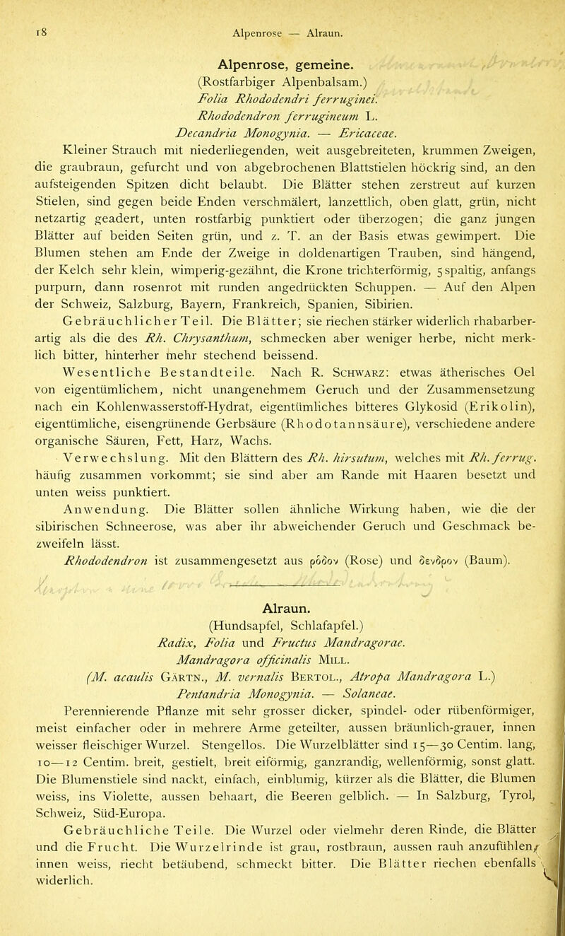 Alpenrose — Alraun. Alpenrose, gemeine. (Rostfarbiger Alpenbalsam.) Foüa Rhododendri ferruginei. Rhododendro7i ferrugmeum L. Decajidria Motiogynia. — Ericaceae. Kleiner Strauch mit niederliegenden, weit ausgebreiteten, krummen Zweigen, die graubraun, gefurcht und von abgebrochenen Blattstielen höckrig sind, an den aufsteigenden Spitzen dicht belaubt. Die Blätter stehen zerstreut auf kurzen Stielen, sind gegen beide Enden verschmälert, lanzettlich, oben glatt, grün, nicht netzartig geädert, unten rostfarbig punktiert oder überzogen; die ganz jungen Blätter auf beiden Seiten grün, und z. T. an der Basis etwas gewimpert. Die Blumen stehen am Ende der Zweige in doldenartigen Trauben, sind hängend, der Kelch sehr klein, wimperig-gezähnt, die Krone trichterförmig, 5 spaltig, anfangs purpurn, dann rosenrot mit runden angedrückten Schuppen. — Auf den Alpen der Schweiz, Salzburg, Bayern, Frankreich, Spanien, Sibirien. Gebräuchlicher Teil. Die Blätter; sie riechen stärker widerlich rhabarber- artig als die des Rh. ChrysantJmm, schmecken aber weniger herbe, nicht merk- lich bitter, hinterher mehr stechend beissend. Wesentliche Bestandteile. Nach R. Schwarz: etwas ätherisches Oel von eigentümlichem, nicht unangenehmem Geruch und der Zusammensetzung nach ein KohlenwasserstofF-Hydrat, eigentümliches bitteres Glykosid (Erikolin), eigentümliche, eisengrünende Gerbsäure (Rhodotannsäure), verschiedene andere organische Säuren, Fett, Harz, Wachs. Verwechslung. Mit den Blättern des Rh. hirsiituiit, welches mit Rh.ferrug. häufig zusammen vorkommt; sie sind aber am Rande mit Haaren besetzt und unten weiss punktiert. Anwendung. Die Blätter sollen ähnliche Wirkung haben, wie die der sibirischen Schneerose, was aber ihr abweichender Gerucli und Geschmack be- zweifeln lässt. Rhododendron ist zusammengesetzt aus poöov (Rose) und Öevöpov (Baum). Alraun. (Hundsapfel, Schlafapfel.) Radix, Folia und Fructus Mandragorae. Mandragora officinalis Mill. (M. acaiilis G.^rtn., M. vernalis Bertol., Atropa Matidragora L.) Pentandria Monogynia. — Solaneae. Perennierende Pflanze mit sehr grosser dicker, spindel- oder rübenförmiger, meist einfacher oder in mehrere Arme geteilter, aussen bräunlich-grauer, innen weisser fleischiger Wurzel. Stengellos. Die Wurzelblätter sind 15—30 Centim. lang, 10—12 Centim. breit, gestielt, breit eiförmig, ganzrandig, wellenförmig, sonst glatt. Die Blumenstiele sind nackt, einfacli, einblumig, kürzer als die Blätter, die Blumen weiss, ins Violette, aussen behaart, die Beeren gelblich. — In Salzburg, Tyrol, Schweiz, Süd-Europa. Gebräuchliche Teile. Die Wurzel oder vielmehr deren Rinde, die Blätter und die Frucht. Die Wurzelrinde ist grau, rostbraun, aussen rauh anzufühlen/ innen weiss, riecht betäubend, schmeckt bitter. Die Blätter riechen ebenfalls widerlich.