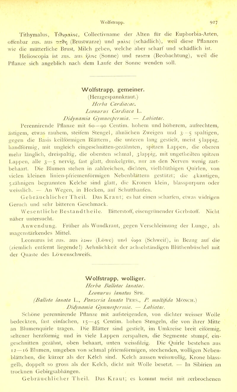 Tithymalus, Tti)u[AaXoc, Collectivname der Alten für die Euphorbia-Arten, offenbar zus. aus -iti}/) (Brustwarze) und |j.7.Ao? (schädlich), weil diese Pflanzen wie die mütterliche Brust, Milch geben, welche aber scharf und schädlich ist. Helioscopia ist zus. aus fjXioc (Sonne) und cy/oiria (Beobachtung), weil die Pflanze sich angeblich nacli dem Laufe der Sonne wenden soll. Wolfstrapp, gemeiner. (H e rzge sp an n k ra u t.) Hcrba Cardiacac. LcoHuriis Cardiaca L. Didyiiainia Gyinnospcnn/a. — Lahiatae. Perennirende Pflanze mit 60 — 90 Centim. hohem und höherem, aufrechtem, ästigem, etwas rauhem, steifem Stengel, ähnlichen Zweigen und 3---5 spaltigen, gegen die Basis keilförmigen Blättern, die unteren lang gestielt, meist 5 lappig, bandförmig, mit ungleich eingeschnitten-gezähnten, spitzen Lappen, die oberen melir länglich, dreispaltig, die obersten schmal, 3]a]>i)ig, mit ungetheilten spitzen Lappen, alle 3—5 nervig, fast glatt, dunkelgrün, nur an den Nerven wenig zart- behaart. Die Blumen stehen in zahlreichen, dichten, vielblüthigen Quirlen, von vielen kleinen linien-pfriemenförmigen Nebenblättern gestützt; die 4kantigen, 5zähnigen begrannten Kelche sind glatt, die Kronen klein, blasspur[)urn oder weisslich. — An Wegen, in Hecken, auf Scluitthaufen. Gebräuchlicher Theil. Das Kraut; es hat einen scharfen, etwas widrigen Gerucli und sehr bitteren Geschmack. Wesentliche Bestandtheile. Bitterstoff, eisengrünender Gerbstoff. Nicht näher untersucht. Anwendung. Früher als Wundkraut, gegen Verschleimung der Lunge, als magenstärkendes Mittel. Leonurus ist zus. aus aeiov (Löwe) und öupa (Scliweif), in Bezug auf die (ziemlich entfernt liegende!) Aehnlichkeit der achselständigen Blüthenbüscliel mit der Quaste des Löwenschweifs. Wolfstrapp, wolliger. Iderba ßallotae lauatae. Leonurus lanatus Spr. (Ballota lauata 1-., Panzcria lanata Pers., P. luultifida Mönch.) Didyiiamia Gyiiuiospcniiia. — Labiatac. Schöne perennirende Pflanze mit aufsteigenden, von dichter weisser Wolle bedeckten, fast einfachen, 15—45 Gentim. hohen Stengeln, die von ihrer Mitte an Blumenquirle tragen. Die Blätter sind gestielt, im Umkreise breit eiförmig, seltener herzförmig und in viele Lappen zerspalten, die Segmente stumpf, ein- geschnitten gezähnt, oben behaart, unten weissfilzig. Die Quirle bestehen aus 12 —16 Blumen, umgeben von schmal ])friemförmigen, stechenden, wolligen Neben- blättchen, die kürzer als der KsIcIt sind. Kelch aussen weisswollig, Krone blass- gelb, doppelt so gross als der Kelch, dicht mit Wolle besetzt. — In Sibirien an trocknen Gebirgsabhängen. Gebräuchliclier Theil. Das Kraut; es kommt meist mit zerbrochenen