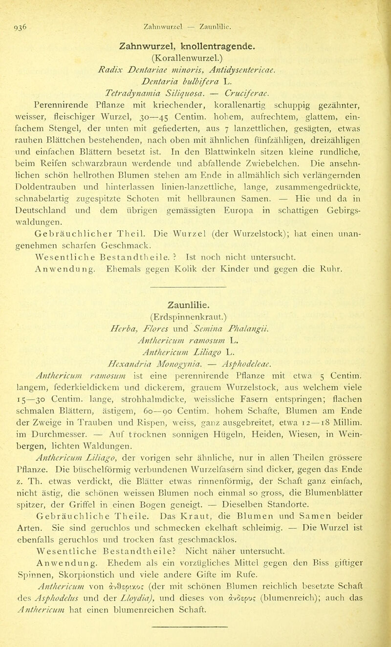 Zahnwurzel, knollentragende. (Korallenwurzel.) Radix Dentafiae nibioris, Antidysentericae. Dentaria bulbifera L. Tetradynamia SUiqiiosa. — Cruciferac. Perennirende Pflanze mit kriechender, korallenartig schuppig gezähnter, weisser, fleischiger Wurzel, 30—45 Centim. hohem, aufrechtem, glattem, ein- fachem Stengel, der unten mit gefiederten, aus 7 lanzettlichen, gesägten, etwas rauhen Blättchen bestehenden, nach oben mit ähnlichen fünfzähligen, dreizähligen -und einfachen Blättern besetzt ist. In den Blattwinkeln sitzen kleine rundliche, beim Reifen schwarzbraun werdende und abfallende Zwiebelchen. Die ansehn- lichen schön hellrothen Blumen stehen am Ende in allmählich sich verlängernden Doldentrauben und hinterlassen linien-lanzettliche, lange, zusammengedrückte, schnabelartig zugespitzte Schoten mit hellbraunen Samen. — Hie und da in Deutschland und dem übrigen gemässigten Europa in schattigen Gebirgs- waldungen. Gebräuchlicher The iL Die Wurzel (der Wurzelstock); hat einen unan- genehmen scharfen Geschmack. Wesentliche Bestandtlieile. ? Ist noch nicht untersucht. Anwendung. Ehemals gegen Kolik der Kinder und gegen die Ruhr. Zaunlilie. (Erdspinnenkraut.) Herba, Flores und Semina Plialangii. Anthericum ramosum L, Anthericiiin Liliago L. Hexandria Monogynia. — Asphodeleae. Anthericum ramosum ist eine perennirende Pflanze mit etwa 5 Centim. langem, federkieldickem und dickerem, grauem Wurzelstock, aus welchem viele 15—30 Centim. lange, strohhalmdicke, weissliche Fasern entspringen; flachen schmalen Blättern, ästigem, 60—90 Centim. hohem Schafte, Blumen am Ende der Zweige in Trauben und Rispen, weiss, ganz ausgebreitet, etwa 12 —18 Millim. im Durchmesser. — Auf trocknen sonnigen Hügeln, Heiden, Wiesen, in Wein- bergen, lichten Waldungen. Anthericum Liliago, der vorigen sehr ähnliche, nur in allen Theilen grössere Pflanze. Die büschelförmig verbundenen Wurzelfasern sind dicker, gegen das Ende z. Th. etwas verdickt, die Blätter etwas rinnenförmig, der Schaft ganz einfach, nicht ästig, die schönen weissen Blumen noch einmal so gross, die Blumenblätter spitzer, der Griffel in einen Bogen geneigt. — Dieselben Standorte. Gebräuchliche Theile. Das Kraut, die Blumen und Samen beider Arten. Sie sind geruchlos und schmecken ekelhaft schleimig. — Die Wurzel ist ebenfalls geruchlos und trocken fast geschmacklos. Wesentliche Bestandtlieile? Nicht näher untersucht. Anwendung. Ehedem als ein vorzügliches Mittel gegen den Biss gifdger Spinnen, Skorpionstich und viele andere Gifte im Rufe. Anthericum von av&spixo? (der mit schönen Blumen reichlich besetzte Schaft des Asphodelits und der Lloydia), und dieses von avospu? (blumenreich); auch das Anthericum hat einen blumenreichen Schaft.