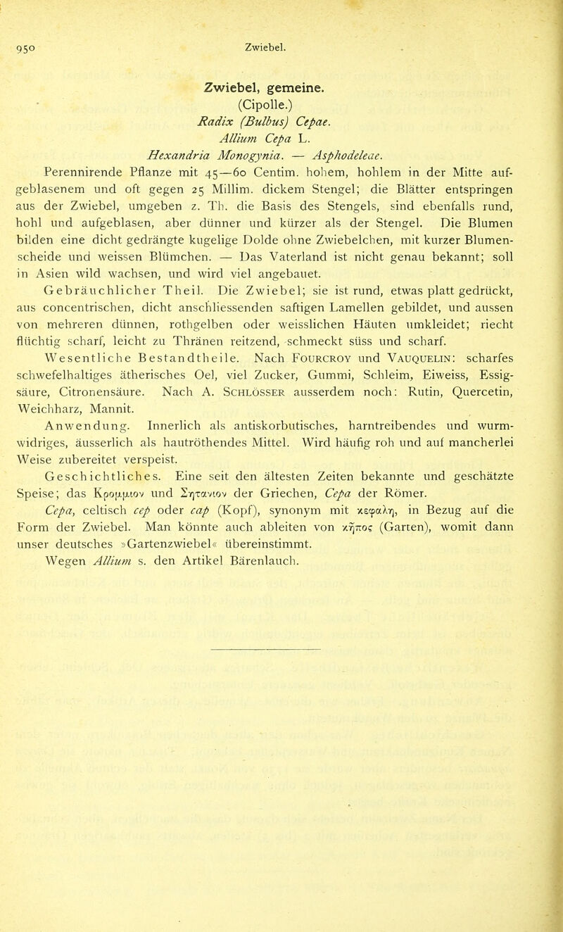 Zwiebel. Zwiebel, gemeine. (Cipolle.) Radix (Bulbus) Cepae. AlUum Cepa L. Hexandria Monogynia. — Asphodeleae. Perennirende Pflanze mit 45—60 Centim. hohem, hohlem in der Mitte auf- geblasenem und oft gegen 25 Millim. dickem Stengel; die Blätter entspringen aus der Zwiebel, umgeben z. Th. die Basis des Stengels, sind ebenfalls rund, hohl und aufgeblasen, aber dünner und kürzer als der Stengel. Die Blumen bilden eine dicht gedrängte kugelige Dolde ohne Zwiebelchen, mit kurzer Blumen- scheide und weissen Blümchen. — Das Vaterland ist nicht genau bekannt; soll in Asien wild wachsen, und wird viel angebauet. Gebräuchlicher Theil. Die Zwiebel; sie ist rund, etwas platt gedrückt, aus concentrischen, dicht anschliessenden saftigen Lamellen gebildet, und aussen von mehreren dünnen, rothgelben oder weisslichen Häuten umkleidet; riecht flüchtig scharf, leicht zu Thränen reitzend, schmeckt süss und scharf. Wesentliche Bestandtheile. Nach Fourcroy und Vauquelin: scharfes schwefelhaltiges ätherisches Oel, viel Zucker, Gummi, Schleim, Eiweiss, Essig- säure, Citronensäure. Nach A. Schlösser ausserdem noch: Rutin, Quercetin, Weichharz, Mannit. Anwendung. Innerlich als antiskorbutisches, harntreibendes und wurm- widriges, äusserlich als hautröthendes Mittel. Wird häufig roh und auf mancherlei Weise zubereitet verspeist. Geschichtliches. Eine seit den ältesten Zeiten bekannte und geschätzte Speise; das Kpo[x[xtov und 2if)Taviov der Griechen, Cepa der Römer. Cepa, celtisch cep oder cap (Kopf), synonym mit xecpa?.?), in Bezug auf die Form der Zwiebel. Man könnte auch ableiten von x^tto? (Garten), womit dann unser deutsches »Gartenzwiebel« übereinstimmt. Wegen Allium s. den Artikel Bärenlauch.