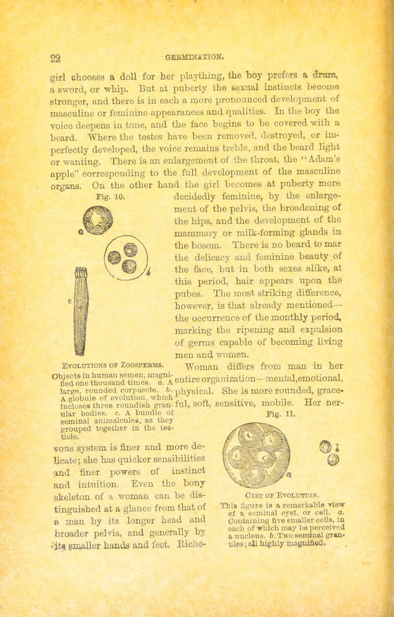 girl chooses! a doll for her plaything, the boy prefers a dram, a sword, or whip. But at puberty the sexual instincts become stronger, and there is in each a more pronounced development of masculine or feminine appearances and qualities. Li tho boy the voice deepens in tone, and the face begins to be covered with a beard. Where the testes have been removed, destroyed, or im- perfectly developed, the voice remains treble, and the beard light or wanting. There is an enlargement of the throat, the  Adam'.s apple corresponding to the full development of the masculine organs. On the other hand the girl becomes at puberty more Fig. 10. decidedly feminine, by the enlarge- ment of the pelvis, the broadening of the hips, and the development of the mammary or milk-forming glands in the bosom. There is no beard to mar the delicacy and feminine beauty of the face, but in both eexea alike, at this period, hair appears upon the pubes. The most striking difference, however, is that already mentioned— the occurrence of the monthly period, marking the ripening and expulsion of germs capable of becoming living men and women. Evolutions OF ZoosPBBMs. Woman differs from man in her ^tdone^traVdtireeTAentireorganization-mental,emotio^ large, rounded corpuRcle. b. physical. She is more rounded, grace- A globule of ovolutiou, which^ , ... , -i n- incloses three roundish gran- iul, sott, sensitave, mobile. Her ner- nlar bodies, c. A bundle of Beminal animalcules, as thoy grouped together in tho tes- ticle. vons system is finer and more de- licate; she has quicker sensibilities .and finer powers of instinct and intuition. Even the bony skeleton of a woman can be dis- tinguished at a glance from that of a man by its longer head and broader pelvis, and generally by 'itj emaller hands and feet, Eiclie- Fig. n. : .> 1 I r Evolution. This iiffure is a remarkabls Tiew of a seminal cyst, or cell. a. Containing five smaller cells, in each of which may ba perceived a nucleus. 6. Two seminal gran- ules i ail highly dagiiifled.