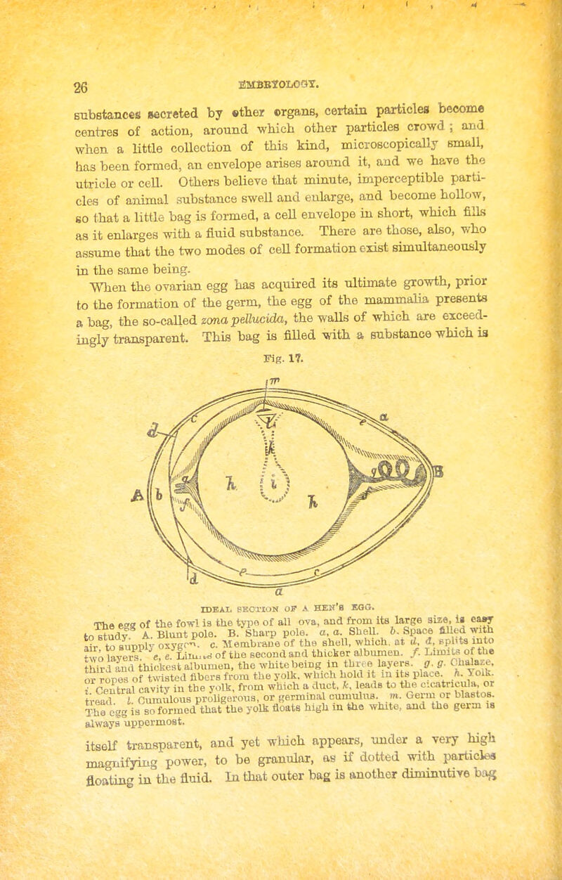 BMBBtOLOOT. substances secreted by sther ©rgane, certain particleg become centres of action, around which other ijarticles crowd ; and when a Uttle collection of this kind, microscopically small, has been formed, an envelope arises around it, and we have the utricle or cell. Others believe that minute, imperceptible parti- cles of animal substance sweU and enlarge, and become hoUow, go that a little bag is formed, a ceU envelope m short, which fills as it enlarges with a fluid substance. There are those, also, who assume that the two modes of ceU formation exist simultaneously in the same being. When the ovarian egg has acquired its ultimate growth, prior to the formation of the germ, the egg of the mammalia presents a bag, the so-called zma peUuciM, the waUs of which are exceed- ingly transparent. This bag is filled mth a substance which ia Fig. 17. M\i IDEAI. BEOTION OP A HEK'B KQO. The egg of the fowl is the typo of all ova, and from its large size, !» cajy to study A. Blunt pole. B. Sharp pole, a, a. SheU. 6. Spao| lilled with air to suppl- o>i.ygf-. c. Membrauo of th« shell, which, at d d, 'ts xnto J vo lave?s «, e Liiu,.rf of the Becoiid and thicker albumen. /. LimiU^ of the ihird and thickest albumen, the white being in thi^ e layers, g.g. Oi^^^^^- or TOPes of twisted fibers from the yolk, which hold it lu its place, h. Yolk, f Ppntral cav tv in the yolk, from which a duct, k, leads to the cUwtncula, or tremf f Oumulous proligerous, or germinal cumulus m. Genu or blastos. Thrcgg is s.>formcd that the yolk floats high in the white, and the germ is always uppermost. itself transparent, and yet which appears, under a very high maginfyiug power, to be granular, as if dotted with particles floating in the fluid. In that outer bag is another diminutive bag