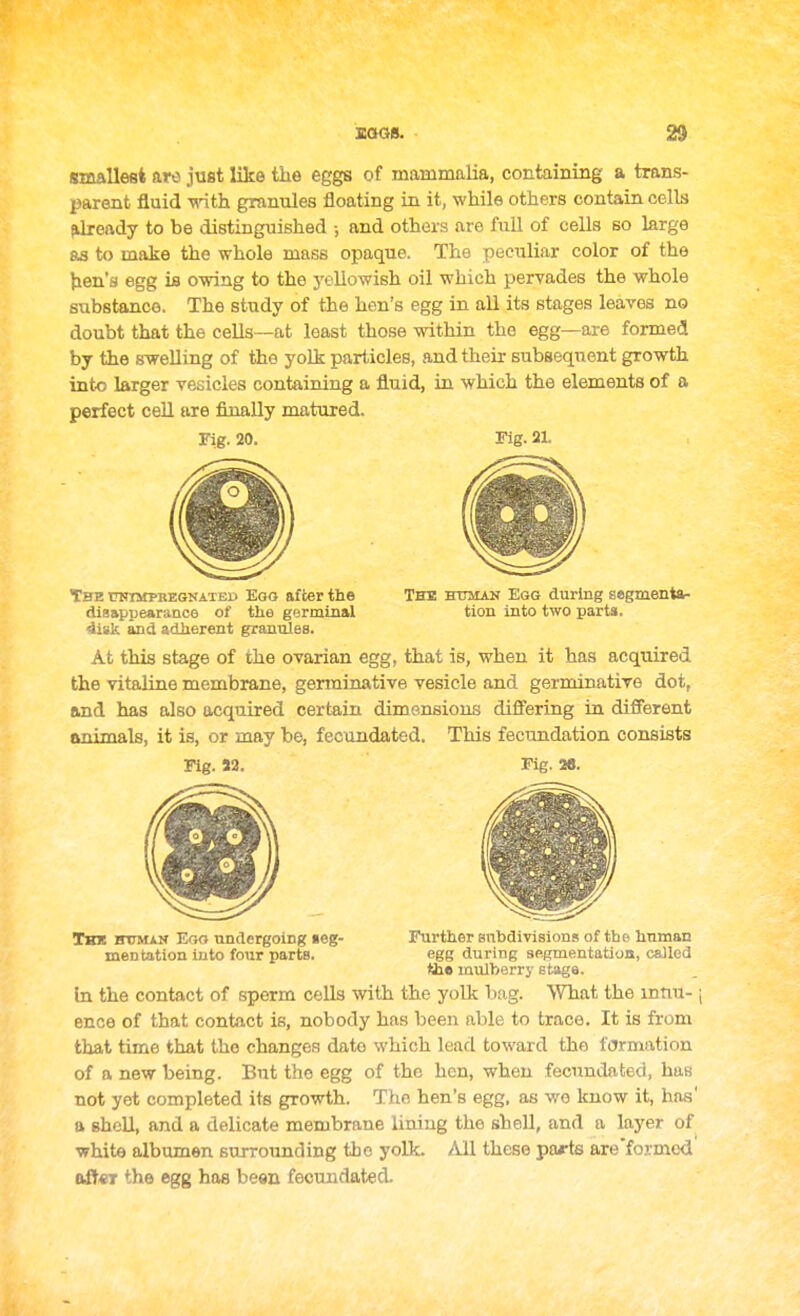 smallest are just like the eggs of mammalia, containing a trans- parent fluid \^^th granules floating in it, while others contain cells {ilready to be distinguished •, and others are full of cells so large as to make the whole mass opaque. The peculiar color of the hen's egg is owing to the yellowish oil which pervades the whole substance. The study of the hen's egg in all its stages leaves no doubt that the cells—at least those within the egg—are formed by the swelling of the yolt particles, and their subsequent growth into larger vesicles containing a fluid, in which the elements of a perfect cell are finally matured. Fig. 20. Fig. 2L The toimpbegnated Ego after the The bttman Egg during segmenta- disappearance of the germinal tion into two parts. 4igk and adherent granuleB. At this stage of the ovarian egg, that is, when it has acquired the vitaline membrane, genninative vesicle and germinative dot, and has also acquired certain dimeneious differing in different animals, it is, or may be, fecundated. This fecundation consists Fig. S2. Fig. 26. The human Ego undergoing leg- Further fsubdivisiont! of the human mentation into four parte. egg during segmentation, called ttie mulberry Btaga. In the contact of sperm cells with the yolk bag. What the innu- [ ence of that contact is, nobody has been able to trace. It is from that time that the changes date which lead toward the formation of a new being. But the egg of the hen, when fecundated, has not yet completed its growth. The hen's egg, as wo know it, has' a shell, and a delicate membrane lining the shell, and a layer of white albumen surrounding the yolk. All these parte are'formed aff«r the egg has been fecundated.