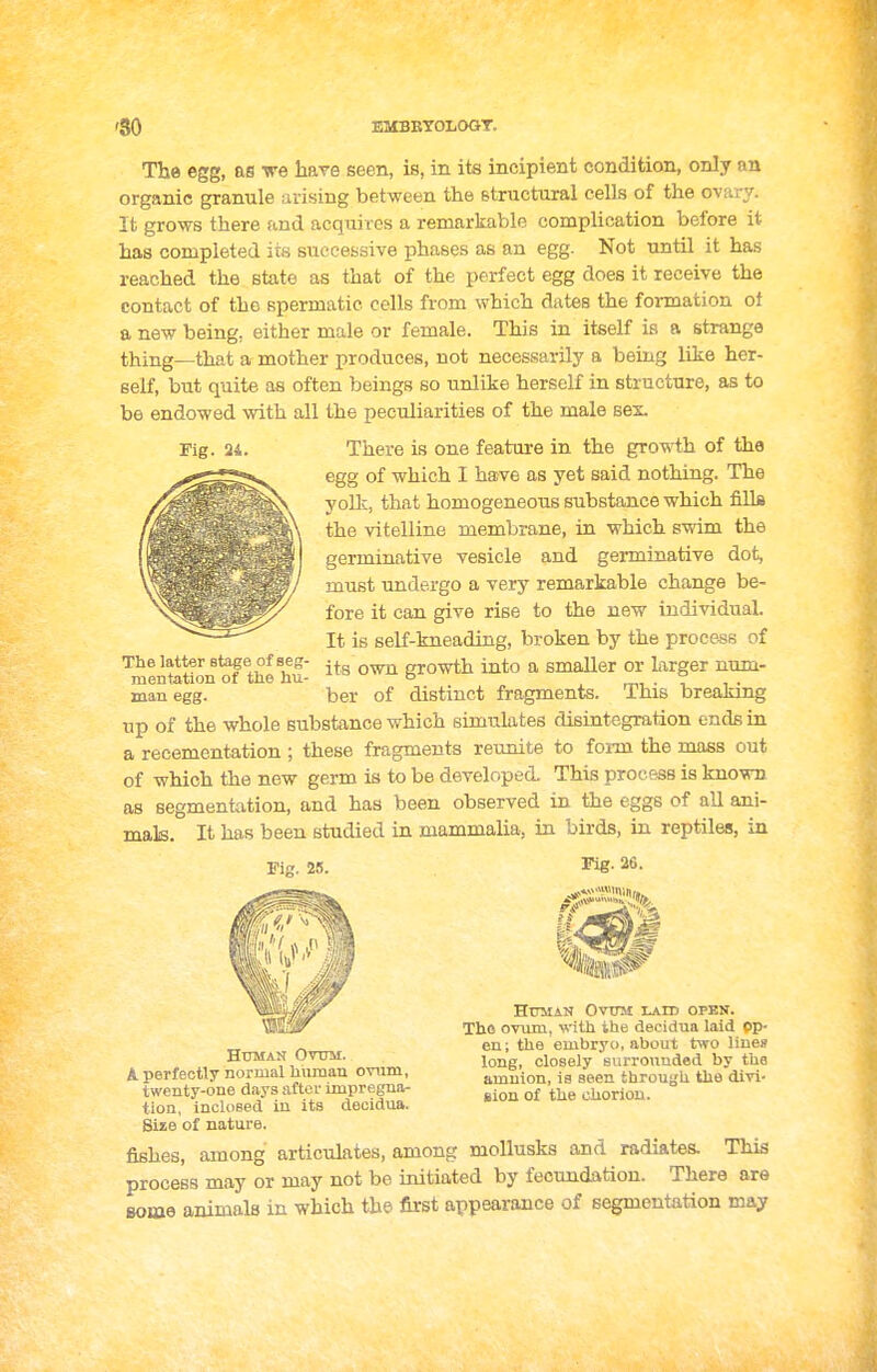 Fig. 24. The egg, as ve hare seen, is, in its incipient condition, only an organic granule arising between the Btructiiral cells of the ovary. It grows there and acquires a remarkable complication before it has completed its successive jihases as an egg. Not until it has reached the state as that of the perfect egg does it receive the contact of the spermatic cells from which dates the formation of a new being, either male or female. This in itself is a strange thing—that a mother produces, not necessarily a being like her- self, but quite as often beings so unlike herself in structure, as to be endowed with all the peculiarities of the male sex. There is one feature in the growth of the egg of which I have as yet said nothing. The yollc, that homogeneous substance which filla the vitelline membrane, in which swim the germinative vesicle and germinative dot, must undergo a verj' remarkable change be- fore it can give rise to the new individual. It is self-kneading, broken by the process of its own growth into a smaller or larger num- ber of distinct fragments. This breaking up of the whole substance which simulates disintegration ends in a recementation ; these fragments reunite to form the mass out of which the new germ is to be developed. This process is known as segmentation, and has been observed in the eggs of all ani- mals. It has been studied in mammalia, in birds, in reptiles, in Fig. 26. The latter stage of seg' mentation of the hu- man egg. Fi. 25. I Human Ovum ijiid open. Tho ovum, with the decidua laid op- en; the embryo, about two line* Human OVUM. closely surrounded by the K perfectly normal human ovum, amnion, is seen through the divi- twenty-one days aftoi- impregna- ^j^^ chorion, tion, inclosed in its decidua. Size of nature. fishes, among articulates, among mollusks and radiates. This process may or may not be initiated by fecundation. There are Bome animals in which the first appearance of segmentation may