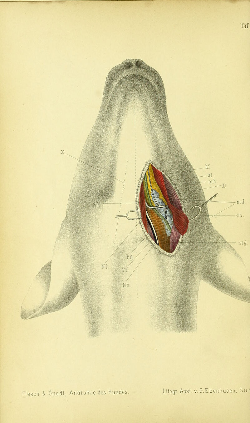 Taf. Flesch & Önodi,, Anatomie des Hundes Litogr. Anst. V, G.Ebenhusen, Slu