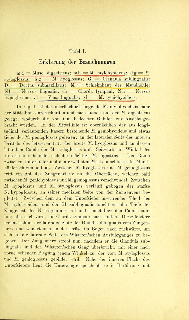 Erklärung der Bezeichnungen. m d = Muse, digastricus; mh = M. mylolivoideus; stg_^_M. styloglossus; Ii g = M. liyoglossus; G = Glandula sublingualis; D = Ductus submaxillaris; M = Schleimhaut der Mundhöhle; Nl = Nervus lingualis; ch = Chorda tympani; Nh = Nervus hvpoglossus; vi = Yena lingualis; gh = M. geniohyoideus. In Fig. 1 ist der oberflächlich liegende M. mylohyoideus nahe der Mittellinie durchschnitten und nach aussen auf den M. digastricus gelegt, wodurch die von ihm bedeckten Gebilde zur Ansicht ge- bracht wurden. In der Mittellinie ist oberflächlich der aus longi- tudinal verlaufenden Fasern bestehende M. geniohyoideus und etwas tiefer der M. genioglossus gelegen; an der lateralen Seite des unteren Drittels des letzteren tritt der breite M. hyoglossus und an dessen lateralem Rande der M. styloglossus auf. Seitwärts am Winkel des Unterkiefers befindet sich der mächtige M. digastricus. Den Raum zwischen Unterkiefer und den erwähnten Muskeln schliesst die Mund- höhlenschleimhaut ab. Zwischen M. hyoglossus und M. genioglossus tritt ein Ast der Zungenarterie an die Oberfläche, welcher bald zwischenM. geniohyoideus undM. genioglossus verschwindet. Zwischen M. hyoglossus und M. styloglossus verläuft gebogen der starke N. hypoglossus, an seiner medialen Seite von der Zungenvene be- gleitet. Zwischen dem an dem Unterkiefer inserirenden Theil des M. mylohyoideus und der Gl, sublingualis taucht aus der Tiefe der Zuugenast des N. trigeminus auf und sendet hier den Ramus sub- lingualis nach vorn, die Chorda tympani nach hinten. Diese letztere trennt sich an der lateralen Seite der Gland. sublingualis vom Zungen- nerv und wendet sich an der Drüse im Bogen nach rückwärts, um sich an die laterale Seite des Wharton'schen Ausführo-ano-es zu be- geben. Der Zungennerv strebt nun, nachdem er die Glandula sub- lingualis und den Wharton'schen Gang überbrückt, mit einer nach vorne sehenden Biegung jenem Winkel zu, der vom M. styloglossus und M. genioglossus gebildet wird. Nahe der inneren Fläche des Unterkiefers liegt die Unterzungenspeicheldrüse in Berührung mit