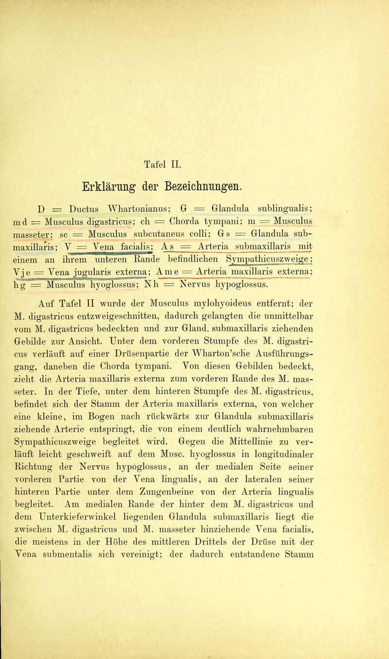 Erklärung der Bezeichnungen. D = Ductus Whartonianus; Gr = Glandula sublingualis; md = Musculus digastricus; ch = Chorda tympani; m = Musculus masseter; sc = Musculus subcutaneus colli; Gs = Glandula sub- maxillaris; V = Vena facialis; As = Arteria__submaxillaris mit einem an ihrem unteren Rande befindlichen Sympathicuszweige; Vj e = Vena jugularis externa; A m e = Arteria maxillaris externa; hg = Musculus hyoglossus; Nh = Nervus hypoglossus. Auf Tafel II wurde der Musculus mylohyoideus entfernt; der M. digastricus entzweigeschnitten, dadurch gelangten die unmittelbar vom M. digastricus bedeckten und zur Gland. submaxillaris ziehenden Gebilde zur Ansicht. Unter dem vorderen Stumpfe des M. digastri- cus verläuft auf einer Drüsenpartie der Wharton'sche Ausführungs- gang, daneben die Chorda tympani. Von diesen Gebilden bedeckt, zieht die Arteria maxillaris externa zum vorderen Rande des M. mas- seter. In der Tiefe, unter dem hinteren Stumpfe des M. digastricus, befindet sich der Stamm der Arteria maxillaris externa, von welcher eine kleine, im Bogen nach rückwärts zur Glandula submaxillaris ziehende Arterie entspringt, die von einem deutlich wahrnehmbaren Sympathicuszweige begleitet wird. Gegen die Mittellinie zu ver- läuft leicht geschweift auf dem Muse, hyoglossus in longitudinaler Richtung der Nervus hypoglossus, an der medialen Seite seiner vorderen Partie von der Vena lingualis, an der lateralen seiner hinteren Partie unter dem Zungenbeine von der Arteria lingualis begleitet. Am medialen Rande der hinter dem M. digastricus und dem Unterkieferwinkel liegenden Glandula submaxillaris liegt die zwischen M. digastricus und M. masseter hinziehende Vena facialis, die meistens in der Höhe des mittleren Drittels der Drüse mit der Vena submentalis sich vereinigt; der dadurch entstandene Stamm