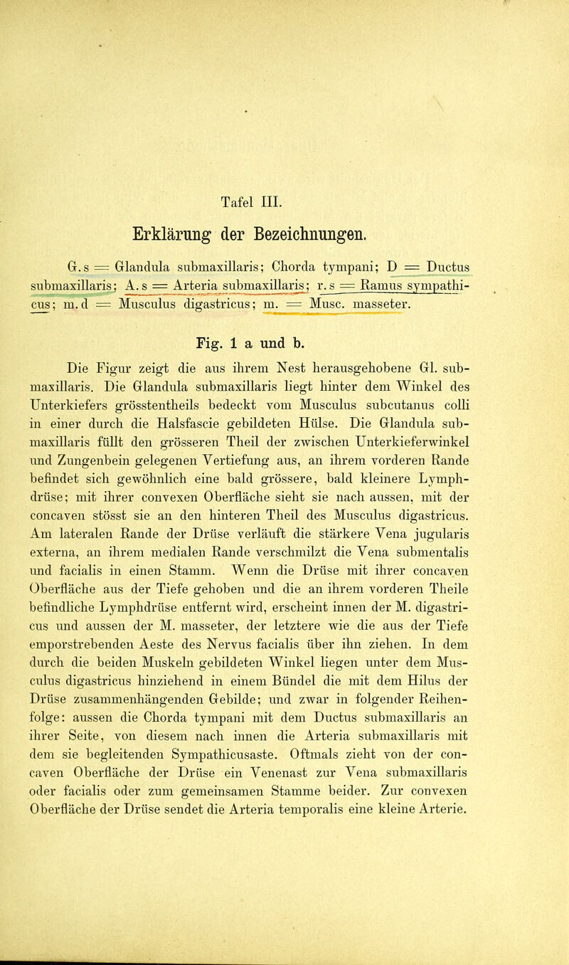 Erklärung der Bezeichnungen. G.s = Glandula submaxillaris; Chorda tympani; D = Ductus submaxillaris] A. s = Arteria submaxillaris; r. s = Ramus sympathi- cus; m. d = Musculus digastricus; = Muse, masseter. Fig. 1 a und b. Die Figur zeigt die aus ihrem Nest herausgehobene Gl. sub- maxillaris. Die Glandula submaxillaris liegt hinter dem Winkel des Unterkiefers grösstentheils bedeckt vom Musculus subcutanus colli in einer durch die Halsfascie gebildeten Hülse. Die Glandula sub- maxillaris füllt den grösseren Theil der zwischen Unterkieferwinkel und Zungenbein gelegenen Vertiefung aus, an ihrem vorderen Rande befindet sich gewöhnlich eine bald grössere, bald kleinere Lymph- drüse; mit ihrer convexen Oberfläche sieht sie nach aussen, mit der concaven stösst sie an den hinteren Theil des Musculus digastricus. Am lateralen Rande der Drüse verläiift die stärkere Vena jugularis externa, an ihrem medialen Rande verschmilzt die Vena submentalis und facialis in einen Stamm. Wenn die Drüse mit ihrer concaven Überfläche aus der Tiefe gehoben und die an ihrem vorderen Theile befindliche Lymphdrüse entfernt wird, erscheint innen der M. digastri- cus und aussen der M. masseter, der letztere wie die aus der Tiefe emporstrebenden Aeste des Nervus facialis über ihn ziehen. In dem durch die beiden Muskeln gebildeten Winkel liegen unter dem Mus- culus digastricus hinziehend in einem Bündel die mit dem Hilus der Drüse zusammenhängenden Gebilde; und zwar in folgender Reihen- folge: aussen die Chorda tympani mit dem Ductus submaxillaris an ihrer Seite, von diesem nach innen die Arteria siibmaxillaris mit dem sie begleitenden Sympathicusaste. Oftmals zieht von der con- caven Oberfläche der Drüse ein Venenast zur Vena submaxillaris oder facialis oder zum gemeinsamen Stamme beider. Zur convexen Oberfläche der Drüse sendet die Arteria temporalis eine kleine Arterie.