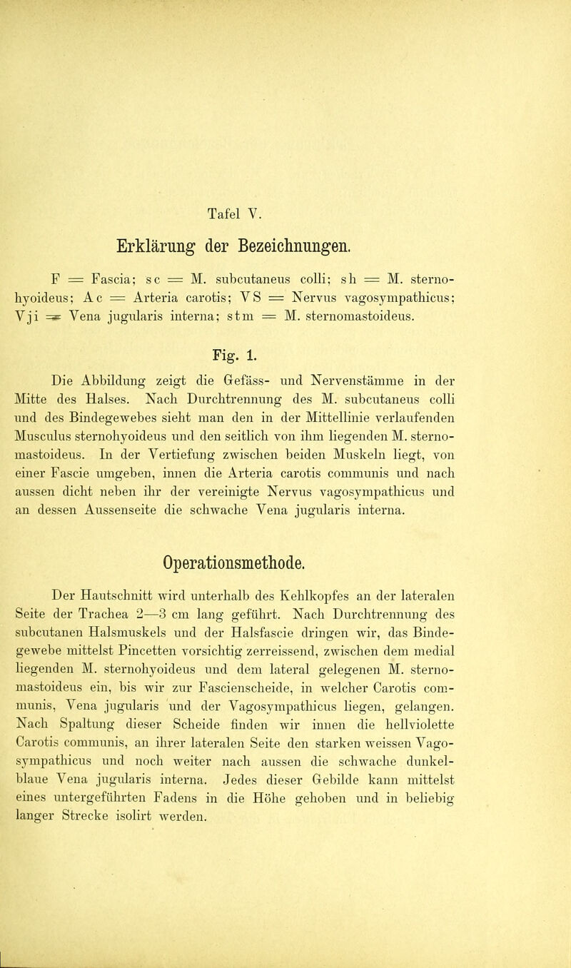 Erklärung der Bezeichnungen. F = Fascia; sc = M. subcutaneus colli; sli = M. sterno- hyoideus; Ac = Arteria carotis; VS = Nervus vagosympathicus; Vji =^ Vena jugularis interna; stm = M. sternomastoideus. Fig. 1. Die Abbildung zeigt die Gefäss- und Nervenstämme in der Mitte des Halses. Nach Durchtrennung des M. subcutaneus colli und des Bindegevrebes sieht man den in der Mittellinie verlaufenden Musculus sternohyoideus und den seitlich von ihm liegenden M. sterno- mastoideus. In der Vertiefung zwischen beiden Muskeln liegt, von einer Fascie umgeben, innen die Arteria carotis communis und nach aussen dicht neben ihr der vereinigte Nervus vagosympathicus und an dessen Aussenseite die schvrache Vena jugularis interna. Operationsmethode. Der Hautschnitt vrird unterhalb des Kehlkopfes an der lateralen Seite der Trachea 2—3 cm lang geführt. Nach Durchtrennung des subcutanen Halsmuskels und der Halsfascie dringen wir, das Binde- gewebe mittelst Pincetten vorsichtig zerreissend, zwischen dem medial liegenden M. sternohyoideus und dem lateral gelegenen M. sterno- mastoideus ein, bis wir zur Fascienscheide, in welcher Carotis com- munis, Vena jugularis und der Vagosympathicus liegen, gelangen. Nach Spaltung dieser Scheide finden wir innen die hellviolette Carotis communis, an ihrer lateralen Seite den starken weissen Vago- sympathicus und noch weiter nach aussen die schwache dunkel- blaue Vena jugularis interna. Jedes dieser Gebilde kann mittelst eines untergeführten Fadens in die Höhe gehoben und in beliebig langer Strecke isolirt werden.