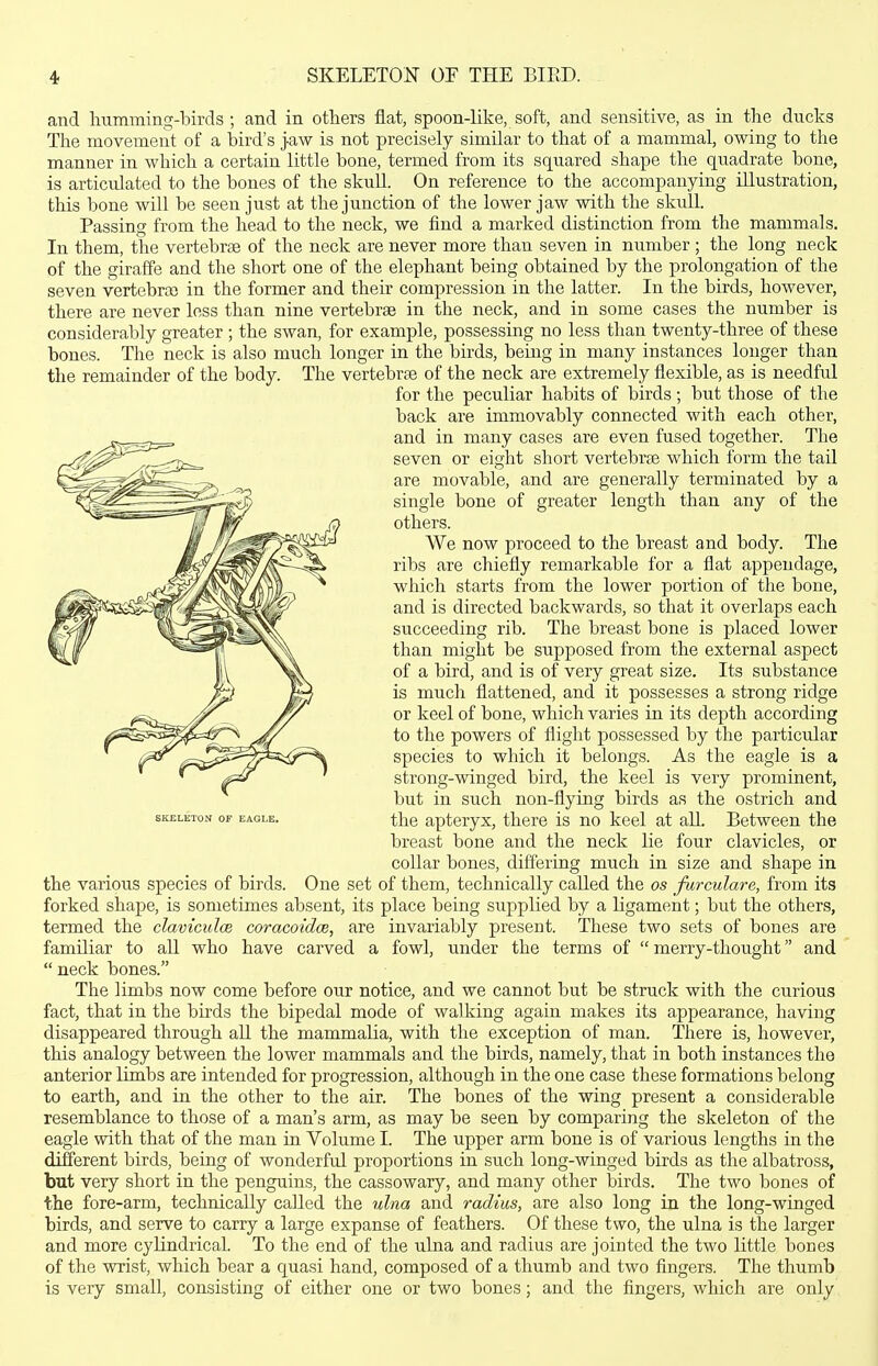 and liumming-birds ; and in others flat, spoon-like, soft, and sensitive, as in the ducks The movement of a bird's jaw is not precisely similar to that of a mammal, owing to the manner in which a certain little bone, termed from its squared shape the quadrate bone, is articulated to the bones of the skull. On reference to the accompanying illustration, this bone will be seen just at the junction of the lower jaw with the skull. Passing from the head to the neck, we find a marked distinction from the mammals. In them, the vertebrae of the neck are never more than seven in number ; the long neck of the giraffe and the short one of the elephant being obtained by the prolongation of the seven vertebra; in the former and their compression in the latter. In the birds, however, there are never loss than nine vertebrae in the neck, and in some cases the number is considerably greater ; the swan, for example, possessing no less than twenty-three of these bones. The neck is also much longer in the birds, being in many instances longer than the remainder of the body. The vertebrae of the neck are extremely flexible, as is needful for the peculiar habits of birds; hwt those of the back are immovably connected with each other, and in many cases are even fused together. The seven or eight short vertebrae which form the tail are movable, and are generally terminated by a single bone of greater length than any of the others. We now proceed to the breast and body. The ribs are chiefly remarkable for a flat appendage, which starts from the lower portion of the bone, and is directed backwards, so that it overlaps each succeeding rib. The breast bone is placed lower than might be supposed from the external aspect of a bird, and is of very great size. Its substance is much flattened, and it possesses a strong ridge or keel of bone, which varies in its depth according to the powers of flight possessed by the particular species to which it belongs. As the eagle is a strong-winged bird, the keel is very prominent, but in such non-flying birds as the ostrich and SKELETON OF EAGLE. tlic aptcryx, thcrc is no keel at all. Between the breast bone and the neck lie four clavicles, or coUar bones, diflering much in size and shape in the varioiis species of birds. One set of them, technically called the os Jurculare, from its forked shape, is sometimes absent, its place being supplied by a ligament; but the others, termed the claviculm coracoidce, are invariably present. These two sets of bones are familiar to aU who have carved a fowl, under the terms of  merry-thought and  neck bones. The limbs now come before our notice, and we cannot but be struck with the curious fact, that in the birds the bipedal mode of walking again makes its appearance, having disappeared through aU the mammalia, with the exception of man. There is, however, this analogy between the lower mammals and the birds, namely, that in both instances the anterior limbs are intended for progression, although in the one case these formations belong to earth, and in the other to the air. The bones of the wing present a considerable resemblance to those of a man's arm, as may be seen by comparing the skeleton of the eagle with that of the man in Volume I. The upper arm bone is of various lengths in the different birds, being of wonderful proportions in such long-winged birds as the albatross, but very short in the penguins, the cassowary, and many other birds. The two bones of the fore-arm, technically called the ulna and radius, are also long in the long-winged birds, and serve to carry a large expanse of feathers. Of these two, the ulna is the larger and more cylindrical. To the end of the ulna and radius are jointed the two little bones of the wrist, which bear a quasi hand, composed of a thumb and two fingers. The thumb is very small, consisting of either one or two bones; and the fingers, which are only