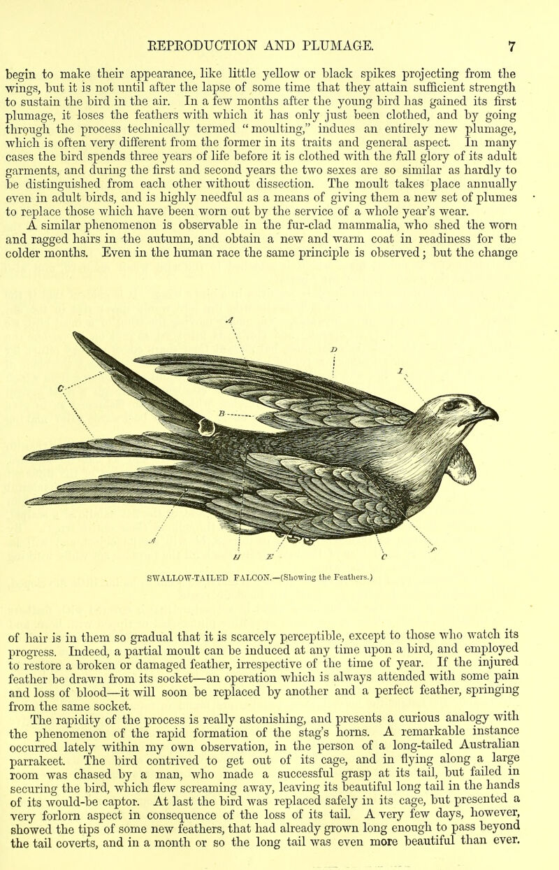 begin to make their appearance, like little yellow or black spikes projecting from tlie wings, bnt it is not until after the lapse of some time that they attain sufficient strength to sustain the bird in the air. In a few months after the young bird has gained its first plumage, it loses the feathers with which it has only just been clothed, and by going through the process technically termed  moulting, indues an entirely new plumage, which is often very different from the former in its traits and general aspect. In many cases the bird spends three years of life before it is clothed with the full glory of its adult garments, and during the first and second years the two sexes are so similar as hardly to be distinguished from each other without dissection. The moult takes place annually even in adult birds, and is highly needful as a means of giving them a new set of plumes to replace those which have been worn out by the service of a whole year's wear. A similar phenomenon is observable in the fur-clad mammalia, who shed the worn and ragged hairs in the autumn, and obtain a new and warm coat in readiness for the colder months. Even in the human race the same principle is observed; but the change SWALLOW-TAILED FALCON.—(Sliowmg tlie Feathers.) of hair is in them so gradual that it is scarcely perceptible, except to those who watch its progress. Indeed, a partial moult can be induced at any time upon a bird, and employed to restore a broken or damaged feather, irrespective of the time of year. If the injured feather be drawn from its socket—an operation which is always attended with some pain and loss of blood—it will soon be replaced by another and a perfect feather, springing from the same socket. The rapidity of the process is really astonishing, and presents a curious analogy with the phenomenon of the rapid formation of the stag's horns. A remarkable instance occurred lately within my own observation, in the person of a long-tailed Australian parrakeet. The bird contrived to get out of its cage, and in flying along a large room was chased by a man, who made a successful grasp at its tail, but failed in securing the bird, which flew screaming away, leaving its beautifirl long tail in the hands of its would-be captor. At last the bird was replaced safely in its cage, but presented a very forlorn aspect in consequence of the loss of its tail. A very few days, however, showed the tips of some new feathers, that had already grown long enough to pass beyond the tail coverts, and in a month or so the long tail was even more beautiful than ever.