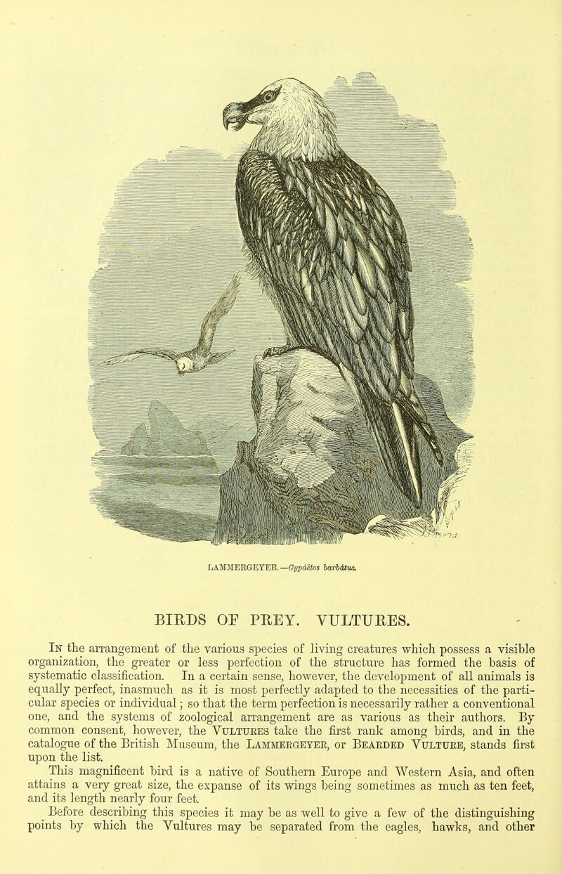 LAMMERGETER.—Gypdetos barbiUiis. BIHDS OP PEEY. VULTUEES. In the aiTangement of the various species of living creatures which possess a visible organization, the greater or less perfection of the structure has formed the basis of systematic classification. In a certain sense, however, the development of all animals is equally perfect, inasmuch as it is most perfectly adapted to the necessities of the parti- cular species or individual; so that the term perfection is necessarily rather a conventional one, and the systems of zoological arrangement are as various as their authors. By common consent, however, the Vultukes take the first rank among birds, and in the catalogue of the British Museum, the Lammeegeyee, or Beaeded Vultuee, stands first upon the list. This magnificent bird is a native of Southern Europe and Western Asia, and often attains a very great size, the expanse of its wings being sometimes as much as ten feet, and its length nearly four feet. _ Before describing this species it may be as well to give a few of the distinguishing points by which the Vultures may be separated from the eagles, hawks, and other
