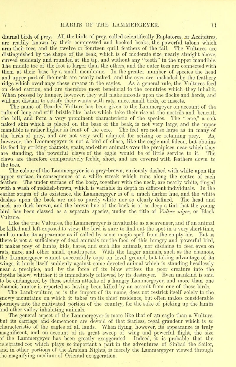 diurnal birds of prey. All tlie birds of prey, called scientifically Eaptatores, or Accipitres, are readily known by their compressed and booked beaks, the powerful talons which arm their toes, and the twelve or foiirteen quill feathers of the tail. The Vultures are distinguished by the shape of the beak, which is of moderate size, nearly straight above, curved suddenly and rounded at the tip, and without any teeth in the upper mandible. The middle toe of the foot is larger than the others, and the outer toes are connected with them at their base by a small membrane. In the greater number of species the head and upper part of the neck are nearly naked, and the eyes are unshaded by the feathery ridge which overhangs these organs in the eagles. As a general rule, the Vultures feed on dead carrion, and are therefore most beneficial to the countries which they inhabit. When pressed by hunger, however, they will make inroads upon the flocks and herds, and will not disdain to satisfy their wants with rats, mice, .small birds, or insects. The name of Bearded Vulture has been given to the Lammergeyer on account of the tufts of long and stiff bristle-like hairs which take their rise at the nostrils and beneath the bill, and form a very prominent characteristic of the species. The cere, a soft naked skin which is placed on the base of the beak, is not very large, and the upper mandible is rather higher in front of the cere. The feet are not so large as in many of the birds of prey, and are not very well adapted for seizing or retaining prey. As, however, the Lammergeyer is not a bird of chase, like the eagle and falcon, but obtains its food by striking chamois, goats, and other animals over the precipices near which they are standing, the powerfid claws of the eagle would be of little service to it. The claws are therefore comparatively feeble, short, and are covered with feathers down to the toes. The colour of the Lammergeyer is a grey-brown, curiously dashed with white upon the upper surface, in consequence of a white streak which runs along the centre of each feather. The under surface of the body, together with the neck, are nearly white, tinged with a wash of reddish-brown, which is variable in depth in different individuals. In the earlier stages of its existence, the Lammergeyer is of a much darker hue, and the white dashes upon the back are not so purely white nor so clearly defined. The head and neck are dark brown, and the brown hue of the back is of so deep a tint that the young bird has been classed as a separate species, under the title of Vultur niger, or Black Vulture. Like the true Vultures, the Lammergeyer is invaluable as a scavenger, and if an animal be killed and left exposed to view, the bird is sure to find out the spot in a very short time, and to make its appearance as if called by some magic spell from the empty air. But as there is not a sufficiency of dead animals for the food of this hungry and powerful bird, it makes prey of lambs, kids, hares, and such like animals, nor disdains to feed even on rats, mice, and other small quadrupeds. With the larger animals, such as the chamois, the Lammergeyer cannot sixccessfuUy cope on level ground, but taking advantage of its wings, it hurls itself suddenly against some devoted animal which is standing heedlessly near a precipice, and by the force of its blow strikes the poor creature into the depths below, whither it is immediately followed by its destroyer. Even mankind is said to be endangered by these sudden attacks of a hungry Lammergeyer, and more than one chamois-hunter is reported as having been killed by an assault from one of these birds. The Lamb-vulture, as is the import of its name, does not restrict itself solely to the snowy mountains on which it takes up its chief residence, but often makes considerable journeys into the cultivated portion of the country, for the sake of picking up the lambs and other valley-inhabiting animals. The general aspect of the Lammergeyer is more like that of an eagle than a Vulture, but its carriage and demeanour are devoid of that fearless, regal grandeur which is so characteristic of the eagles of all lands. When flying, however, its appearance is truly magnificent, and on account of its great sweep of wing and powerful flight, the size 3f the Lammergeyer has been greatly exaggerated. Indeed, it is probable that the celebrated roc which plays so important a part in the adventures of Sinbad the Sailor, find in other portions of tlie Arabian Nights, is merely the Lammergeyer viewed through the magnifying medium of Oriental exaggeration,