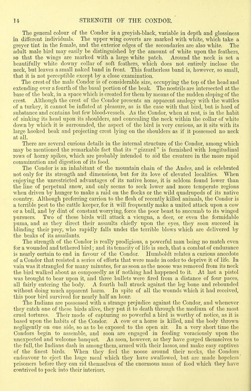 STRENGTH OF THE CONDOR. The general colour of the Condor is a greyish-black, variable in depth and glossiness in different individuals. The upper wing coverts are marked with white, which take a greyer tint in the female, and the exterior edges of the secondaries are also white. The adult male bird may easily be distinguished by the amount of white upon the feathers, so that the wings are marked with a large white patch. Around the neck is set a beautifully white downy collar of soft feathers, which does not entirely inclose the neck, but leaves a small naked band in front. This featherless band is, however, so small, that it is not perceptible except by a close examination. The crest of the male Condor is of considerable size, occupying the top of the head and extending over a fourth of the basal portion of the beak. The nostrils are intersected at the base of the beak, in a space which is created for them by means of the sudden sloping of the crest. Although the crest of the Condor presents an apparent analogy with the wattles of a turkey, it cannot be inflated at pleasure, as is the case with that bird, but is hard of substance and contains but few blood-vessels. As the Condor, when at rest, is in the habit of sinking its head upon its shoulders, and concealing the neck within the collar of white down by which it is surrounded, the aspect of the bird is very curious, as it sits with its large hooked beak and projecting crest lying on the shoulders as if it possessed no neck at all. There are several curious details in the internal structure of the Condor, among which may be mentioned the remarkable fact that its  gizzard  is furnished with longitudinal rows of horny spikes, which are probably intended to aid the creature in the more rapid comminution and digestion of its food. The Condor is an inhabitant of the mountain chain of the Andes, and is celebrated not only for its strength and dimensions, but for its love of elevated localities. When enjoying the tmrestricted advantages of its native home, it is seldom found lower than the line of perpetual snow, and only seems to seek lower and more temperate regions when driven by hunger to make a raid on the flocks or the wild quadrupeds of its native country. Although preferring carrion to the flesh of recently killed animals, the Condor is a terrible pest to the cattle keeper, for it will frequently make a united attack upon a cow or a bull, and by dint of constant worrying, force the poor beast to succumb to its winged pursuers. Two of these birds will attack a vicugna, a deer, or even the formidable puma, and as they direct their assaults chiefly upon the eyes, they soon succeed in blinding their prey, who rapidly falls under the terrible blows which are delivered by the beaks of its assailants. The strength of the Condor is really prodigious, a powerful man being no match even for a wounded and tethered bird; and its tenacity of life is such, that a combat of endurance is nearly certain to end in favour of the Condor. Humboldt relates a curious anecdote of a Condor that resisted a series of efforts that were made in order to deprive it of life. In vain was it strangled for many minutes, for as soon as the noose was removed from its neck the bird walked about as composedly as if nothing had happened to it. At last a pistol was brought to bear upon it, and three bullets were fired from a distance of four paces, all fairly entering the body. A fourth ball struck against the leg bone and rebounded without doing much apparent harm. In spite of all the wounds which it had received, this poor bird survived for nearly half an hour. The Indians are possessed with a strange prejudice against the Condor, and whenever they catch one of these birds alive, they p\it it to death through the medium of the most cruel tortures. Their mode of capturing so powerful a bird is worthy of notice, as it is based upon the habits of the Condor. A cow or a horse is killed, and the body thrown negligently on one side, so as to be exposed to the open air. In a very short time the Condors begin to assemble, and soon are engaged in feeding voraciously upon the rmexpected and welcome banquet. As soon, however, as they have gorged themselves to the full, the Indians dash in among them, armed with their lassos, and make easy captives of the finest birds. When they feel the noose around their necks, the Condors endeavour to eject the huge meal which they have swallowed, but are made hopeless prisoners before they can rid themselves of the enormous mass of food which they have contrived to pack into their interiors.