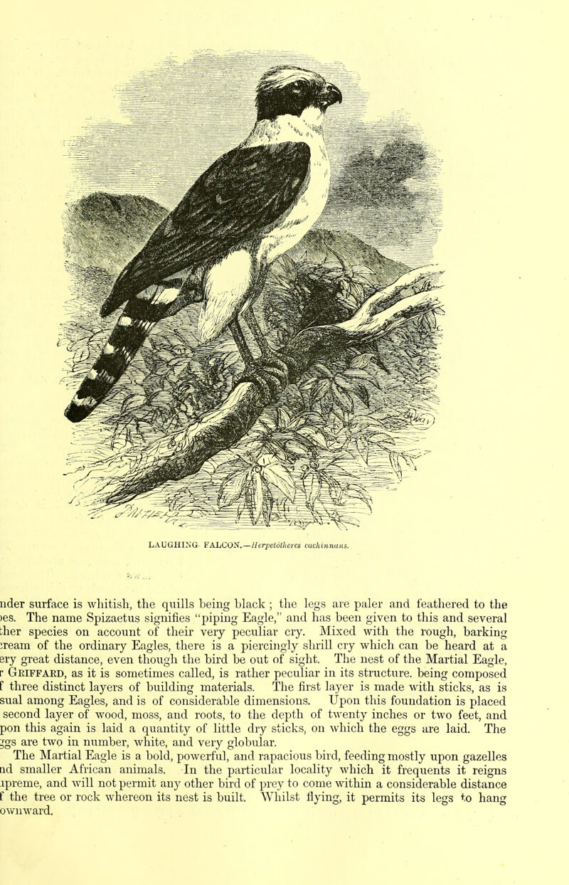 LAUGHING FALCON.—Ilirpetdtkeics cuchinnaiis. iider surface is whitish, the quills being black ; the legs are paler and feathered to the )es. The name Spizaetus signifies piping Eagle, and has been given to this and several ther species on account of their very peculiar cry. ]\Iixed with the rough, barking iream of the ordinary Eagles, there is a piercingly shrill cry which can be heard at a ery great distance, even though the bird be out of sight. The nest of the Martial Eagle, [• Geiffard, as it is sometimes called, is rather peculiar in its structure, being composed f three distinct layers of building materials. The first layer is made with sticks, as is sual among Eagles, and is of considerable dimensions. Upon this foundation is placed second layer of wood, moss, and roots, to the depth of twenty inches or two feet, and pon tliis again is laid a quantity of little dry sticks, on which the eggs are laid. The 5gs are two in number, white, and very globular. The Martial Eagle is a bold, powerful, and rapacious bird, feeding mostly upon gazelles Qd smaller African animals. In the particular locality which it frequents it reigns rpreme, and will not permit any other bird of prey to come within a considerable distance f the tree or rock whereon its nest is built. Whilst flying, it permits its legs to hang ovv^nward.