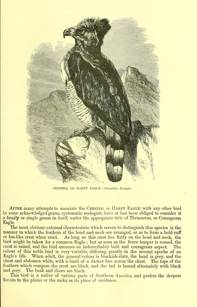 CRESTED, OR HARPY EAGLE.—77i,rasdc<«s Harpyia. After many attempts to associate the Crested, or Harpy Eagle, with any other bird in some acknowledged genus, systematic zoologists have at last been obliged to consider it a family or single genus in itself, under the appropriate title of Thrasaetus, or Courageous Eagle. The most obvious external characteristic which serves to distinguish this species is the manner in which the feathers of the head and neck are arranged, so as to form a bold ruff or fan-like crest when erect. As long as this crest lies flatly on the head and neck, the bird might be taken for a common Eagle ; but as soon as the fierce temper is roused, the crest is raised, and the bird assumes an indescribably bold and courageous aspect. The colour of this noble bird is very variable, differing greatly in the several epochs of an Eagle's life. When adult, the general colour is blackish-slate, the head is grey, and the chest and abdomen white, with a band of a darker hue across the chest. The tops of the feathers which compose the crest are black, and the tail is barred alternately with black and grey. The beak and claws are black. This bird is a native of various parts of Southern America, and prefers the deepest forests to the plains or the rocks as its place of residence.