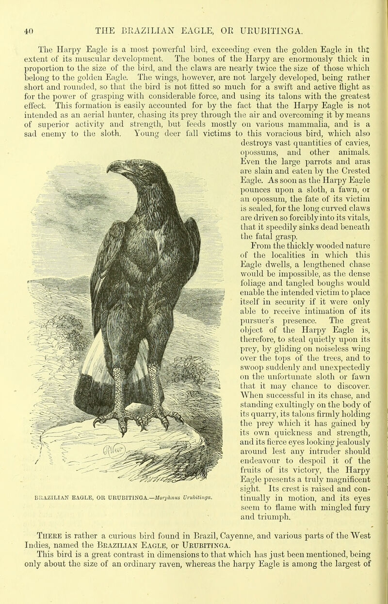 The Harpy Eagle is a most powerful bird, exceeding even the golden Eagle in th; extent of its muscular development. The bones of the Harpy are enormously thick in proportion to the size of the bird, and the claws are nearlj^ twice the size of those which belong to the golden Eagle. The wings, liowever, are not largely developed, being rather short and rounded, so that the bird is not fitted so much for a swift and active flight as for the power of grasping with considerable force, and using its talons with the greatest effect. This formation is easily accounted for by the fact that the Harpy Eagle is not intended as an aerial hunter, chasing its prey through the air and overcoming it by means of superior activity and strength, but feeds mostly on various mammalia, and is a sad enemy to the sloth. Young deer fall victims to this voracious bird, which also destroys vast quantities of cavies, opossums, and other animals. Even tlie large parrots and aras are slain and eaten by the Crested Eagle. As soon as the Harpy Easie pounces upon a sloth, a fawn, oi an opossum, the fate of its victim is sealed, for the long curved claws are driven so forcibly into its vitals, that it speedily sinks dead beneath the fatal grasp. From the thickly wooded nature of tlie localities in which this Eagle dwells, a lengthened chase would be impossible, as tlie dense foliage and tangled boughs would enable the intended victim to place itself in security if it were only able to receive intimation of its pursuer's presence. The great object of the Harpy Eagle is, therefore, to steal quietly upon its prey, by gliding on noiseless wing over the tops of the trees, and to swoop suddenly and unexpectedly on the unfortunate sloth or fawn that it may chance to discover. Wlien successful in its chase, and standing exultiugly on the body of its quarry, its talons firmly holding the ])rey which it has gained by its own quickness and strength, and its fierce eyes looking jealously around lest any intruder should endeavour to despoil it of the fruits of its victory, the Harpy Eagle presents a truly magnificent sight. Its crest is raised and con- tinually in motion, and its eyes seem to flame with mingled fury and triumph. BUAZILIAJSf EAGLE, OR URUBITINGA.—Mor^Ajius VTuUlUga. There is rather a curious bird found in Brazil, Cayenne, and various parts of the West Indies, named the Brazilian Eagle, or Urubitinga. This bird is a great contrast in dimensions to that which has just been mentioned, being only about the size of an ordinary raven, whereas the harpy Eagle is among the largest of