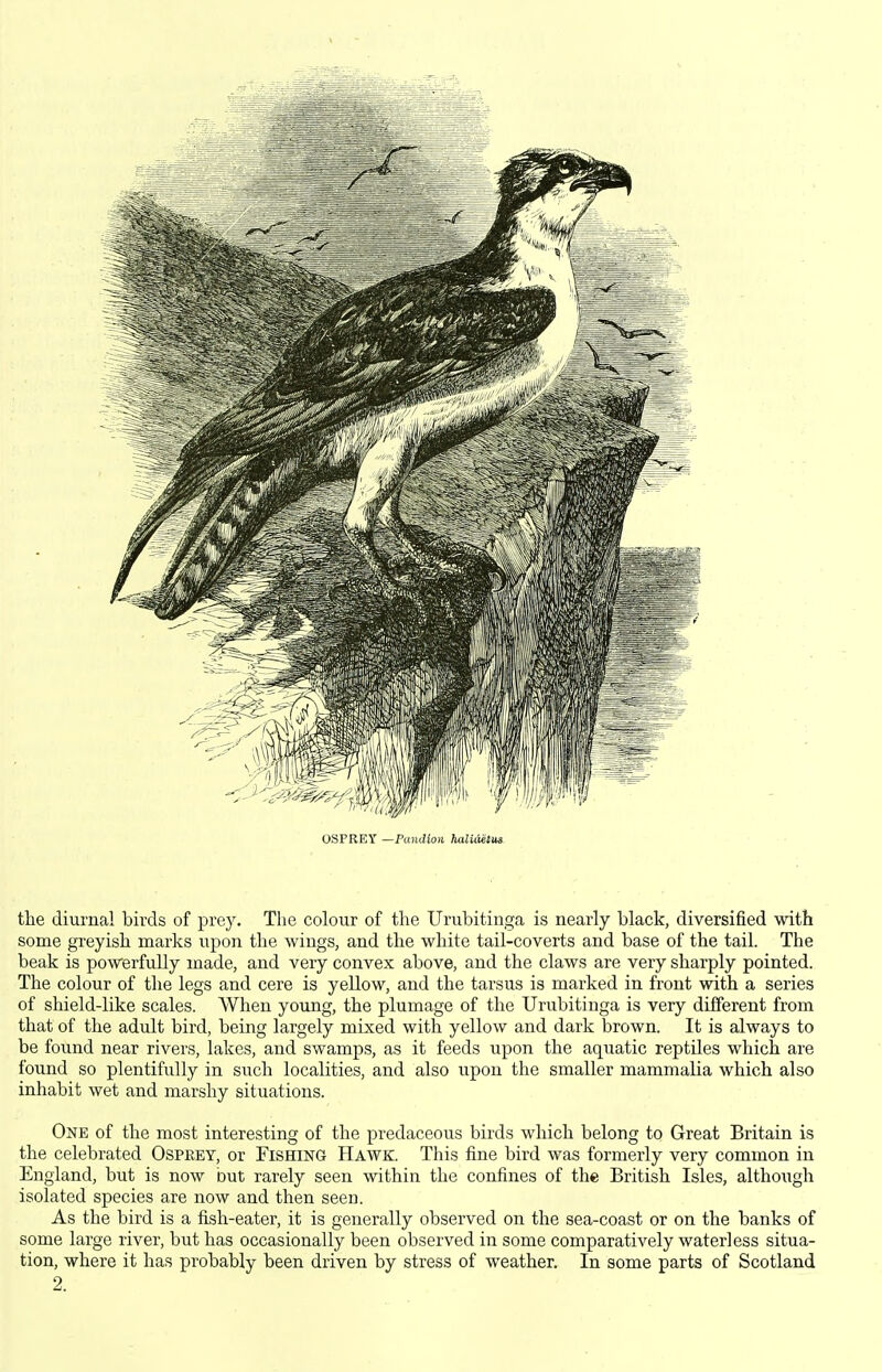 OSFREY —Pandloti haUdetua the diurnal birds of prey. The colour of the Urubitinga is nearly black, diversified with some greyish marks upon the wings, and the white tail-coverts and base of the tail. The beak is powerfully made, and very convex above, and the claws are very sharply pointed. The colour of the legs and cere is yellow, and the tarsus is marked in front with a series of shield-like scales. When young, the plumage of the Urubitinga is very different from that of the adult bird, being largely mixed with yellow and dark brown. It is always to be found near rivers, lakes, and swamps, as it feeds upon the aquatic reptiles which are found so plentifully in such localities, and also upon the smaller mammalia which also inhabit wet and marshy situations. One of the most interesting of the predaceous birds which belong to Great Britain is the celebrated Ospeey, or Fishing Hawk. This fine bird was formerly very common in England, but is now but rarely seen within the confines of the British Isles, althoiigh isolated species are now and then seen. As the bird is a fish-eater, it is generally observed on the sea-coast or on the banks of some large river, but has occasionally been observed in some comparatively waterless situa- tion, where it has probably been driven by stress of weather. In some parts of Scotland 2.