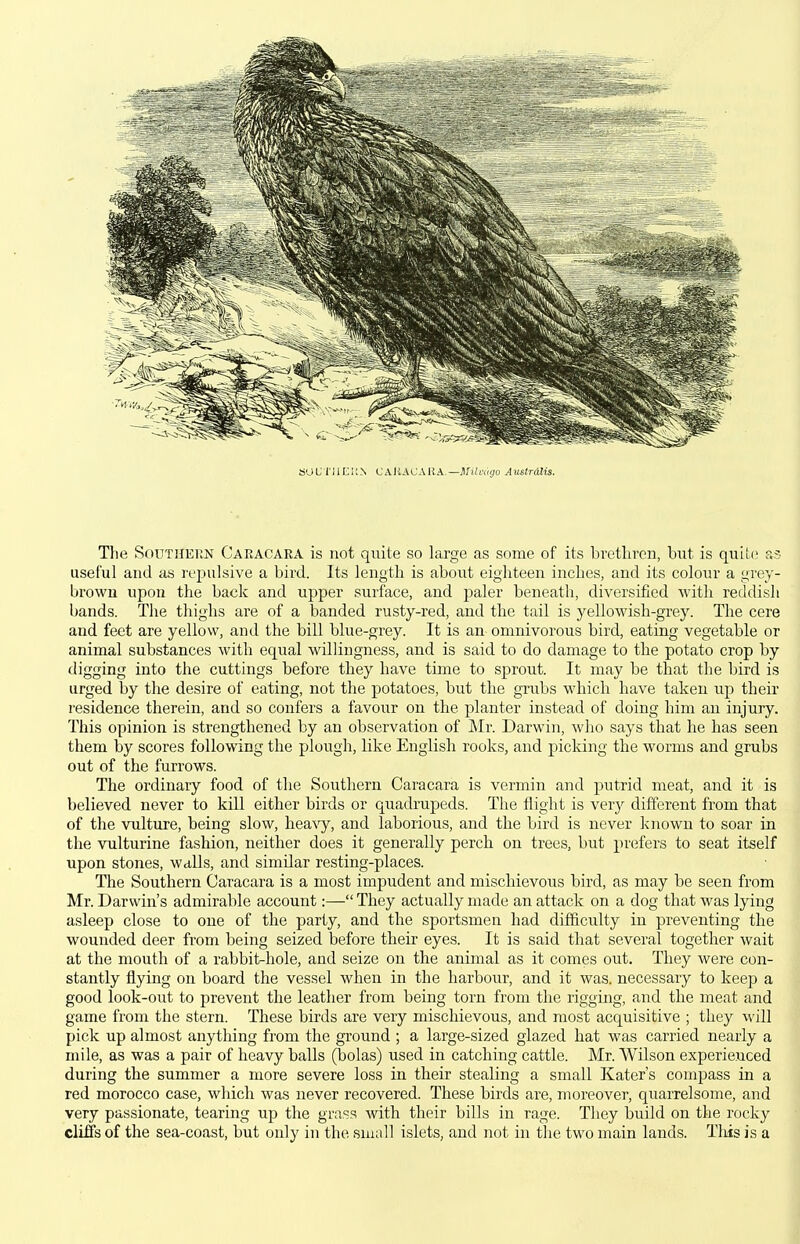 S'JU1'UE!;N CAllAUAllA.—Ji;i/ni<;o Austrdlis. The SftUTHEiiN Caracara is not quite so large as some of its bretliren, but is qiiit(> as useful and as repulsive a bird. Its length is about eighteen inches, and its colour a grey- brown upon the back and upper surface, and paler beneath, diversified with reddish bands. The thighs are of a banded rusty-red, and the tail is yellowish-grey. The cere and feet are yellow, and the bill blue-grey. It is an omnivorous bird, eating vegetable or animal substances with equal willingness, and is said to do damage to the potato crop by digging into the cuttings before they have time to sprout. It may be that the bird is urged by the desire of eating, not the potatoes, but the grubs which have taken up their residence therein, and so confers a favour on the planter instead of doing him an injury. This opinion is strengthened by an observation of Mr. Darwin, who says that he has seen them by scores following the plough, like English rooks, and picking the worms and grubs out of the furrows. The ordinary food of the Southern Caracara is vermin and putrid meat, and it is believed never to kill either birds or quadrupeds. The flight is very different from that of the vulture, being slow, hea\y, and laborious, and the bird is never known to soar in the vulturine fashion, neither does it generally perch on trees, but pr(ifers to seat itself upon stones, walls, and similar resting-places. The Southern Caracara is a most impudent and mischievous bird, as may be seen from Mr. Darwin's admirable account:— They actually made an attack on a dog that was lying asleep close to one of the party, and the sportsmen had difficulty in preventing the wounded deer from being seized before their eyes. It is said that several together wait at the mouth of a rabbit-hole, and seize on the animal as it comes out. They were con- stantly flying on board the vessel when in the harbour, and it was. necessary to keep a good look-out to prevent the leather from being torn from the rigging, and the meat and game from the stern. These birds are very mischievous, and most acquisitive ; they will pick up almost anything from the ground ; a large-sized glazed hat was carried nearly a mile, as was a pair of heavy balls (bolas) used in catching cattle. Mr. Wilson experienced during the summer a more severe loss in their stealing a small Kater's compass in a red morocco case, which was never recovered. These birds are, moreover, quarrelsome, and very pa ssionate, tearing up the grass with their bills in rage. They build on the rocky cliffs of the sea-coast, but only in the small islets, and not in the two main lands. This is a