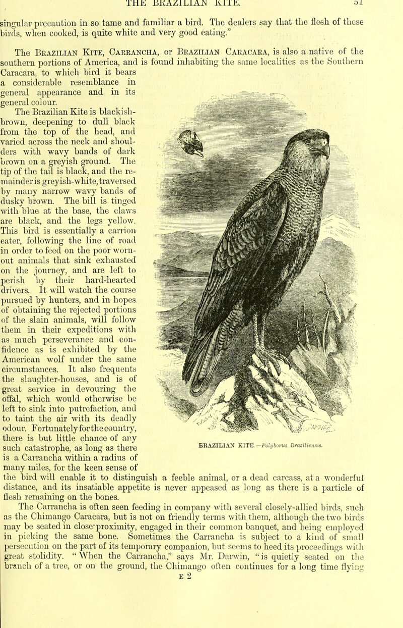 THE iiKAZlLiAJN KliK singular precaution in so tame and familiar a bird. Tlie dealers say tliat the flosli of tliese birds, when cooked, is quite white and very good eating. The Brazilian Kite, Careancha, or Brazilian Caracara, is also a native of the southern portions of America, and is found inhabiting the same localities as the Southern Caracara, to which bird it bears a considerable resemblance in general appearance and in its general colour. The Brazilian Kite is blackish- brown, deepening to dull black from the top of the head, and varied across the neck and shoul- ders with wavy bands of dark brown on a greyish ground. The tip of the tail is black, and the re- mainder is greyish-white, traversed by many narrow wavy bands of dusky brown. The bill is tinged with blue at the base, the claws are black, and the legs yellow. This bird is essentially a carrion eater, following the line of road in order to feed on the poor worn- out animals that sink exhausted on the journey, and are left to perish by their hard-hearted drivers. It will watch the course pursued by hunters, and in hopes of obtaining the rejected portions of the slain animals, will follow them in their expeditions with as much perseverance and con- fidence as is exhibited by the American wolf under the same circumstances. It also frequents the slaughter-houses, and is of great service in devouring the offal, which would otherwise be left to sink into putrefaction, and to taint the air with its deadly odour. Fortunately for the country, there is but little chance of any such catastrophe, as long as there is a Carrancha within a radius of many miles, for the keen sense of the bird will enable it to distinguish a feeble animal, or a dead carcass, at a wonderful distance, and its insatiable appetite is never appeased as long as there is a particle of flesh remaining on the bones. The Carrancha is often seen feeding in company with several closely-allied birds, such as the Chimango Caracara, but is not on friendly terms with them, although the two birds may be seated in closeproximity, engaged in their common banquet, and being employed in picking the same bone. Sometimes the Carrancha is subject to a kind of small persecution on the part of its temporary companion, but seems to heed its proceedings with great stolidity. When the Carrancha, says Mr. Darwin, is quietly seated on the branch of a tree, or on the ground, the Chimango often continues for a long time flyinfj; E 2 BRAZILLViSI KITE.—Fubjhorus Brazilunsis.