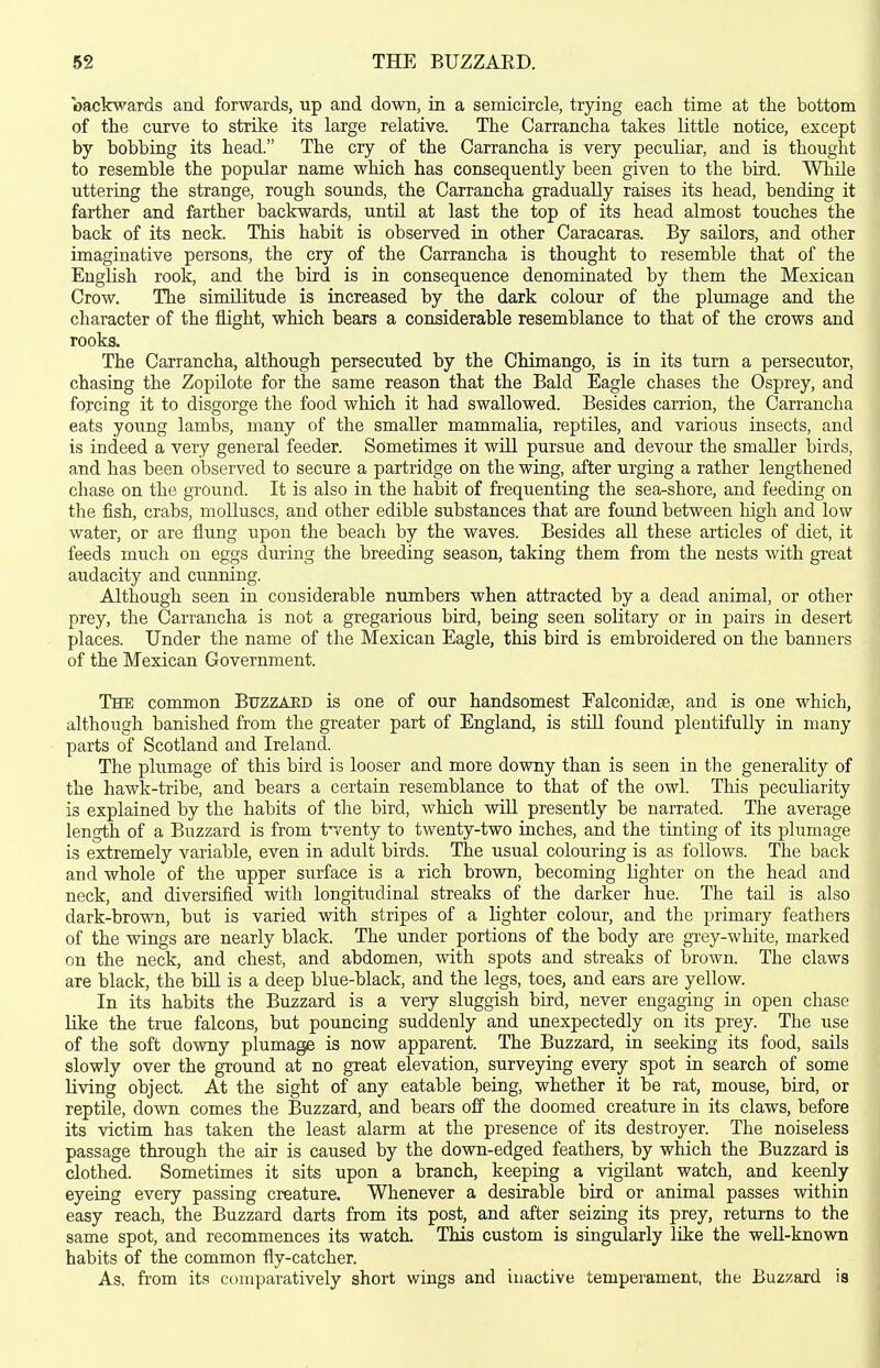 oackwards and forwards, up and down, in a semicircle, trying each time at the bottom of the curve to strike its large relative. The Carrancha takes little notice, except by bobbing its head. The cry of the Carrancha is very peculiar, and is thought to resemble the popular name which has consequently been given to the bird. While uttering the strange, rough sounds, the Carrancha gradually raises its head, bending it farther and farther backwards, untU at last the top of its head almost touches the back of its neck. This habit is observed in other Caracaras. By sailors, and other imaginative persons, the cry of the Carrancha is thought to resemble that of the English rook, and the bird is in consequence denominated by them the Mexican Crow. The similitude is increased by the dark colour of the plumage and the character of the flight, which bears a considerable resemblance to that of the crows and rooks. The Carrancha, although persecuted by the Chimango, is in its turn a persecutor, chasing the Zopilote for the same reason that the Bald Eagle chases the Osprey, and forcing it to disgorge the food which it had swallowed. Besides carrion, the Carrancha eats young lambs, many of the smaller mammalia, reptiles, and various insects, and is indeed a very general feeder. Sometimes it will pursue and devour the smaller birds, and has been observed to secure a partridge on the wing, after urging a rather lengthened chase on the ground. It is also in the habit of frequenting the sea-shore, and feeding on the fish, crabs, molluscs, and other edible substances that are found between high and low water, or are flung upon the beach by the waves. Besides all these articles of diet, it feeds much on eggs during the breeding season, taking them from the nests with great audacity and cunning. Although seen in considerable numbers when attracted by a dead animal, or other prey, the Carrancha is not a gregarious bird, being seen solitary or in pairs in desert places. Under the name of the Mexican Eagle, this bird is embroidered on the banners of the Mexican Government. The common Buzzaed is one of our handsomest Falconidae, and is one which, although banished from the greater part of England, is still found plentifully in many parts of Scotland and Ireland. The plumage of this bird is looser and more downy than is seen in the generality of the hawk-tribe, and bears a certain resemblance to that of the owl. This peculiarity is explained by the habits of the bird, which will presently be narrated. The average length of a Buzzard is from twenty to twenty-two inches, and the tinting of its plumage is extremely variable, even in adult birds. The usual colouring is as follows. The back and whole of the upper surface is a rich brown, becoming lighter on the head and neck, and diversified with longitudinal streaks of the darker hue. The tail is also dark-brown, but is varied with stripes of a lighter colour, and the primary feathers of the wings are nearly black. The under portions of the body are grey-white, marked on the neck, and chest, and abdomen, with spots and streaks of brown. The claws are black, the bill is a deep blue-black, and the legs, toes, and ears are yellow. In its habits the Buzzard is a very sluggish bird, never engaging in open chase like the true falcons, but pouncing suddenly and unexpectedly on its prey. The use of the soft downy plumage is now apparent. The Buzzard, in seeking its food, sails slowly over the ground at no great elevation, surveying every spot in search of some living object. At the sight of any eatable being, whether it be rat, mouse, bird, or reptile, down comes the Buzzard, and bears off the doomed creature in its claws, before its victim has taken the least alarm at the presence of its destroyer. The noiseless passage through the air is caused by the down-edged feathers, by which the Buzzard is clothed. Sometimes it sits upon a branch, keeping a vigilant watch, and keenly eyeing every passing creature. Whenever a desirable bird or animal passes within easy reach, the Buzzard darts from its post, and after seizing its prey, returns to the same spot, and recommences its watcL This custom is singularly like the well-known habits of the common fly-catcher. As, from its cumparatively short wings and inactive temperament, the Buzzard is