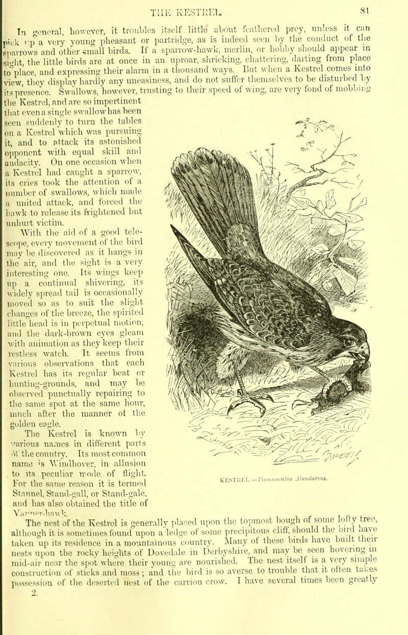 TIIK KKSTIIKI. Tn {^^cnoral, liov.-cvor, it trmibli^s itself little about fcatlicrcd prey, nnloss it Ciiti pick rp^a very young i)lieasaut or partridge, as is indeed seen by the comluct uf the inarrows and other ?niall birds. If a sparrow-hawk, nierlui, or hobby should appear m si-dit, the little birds are at once in an uproar, slirieking, chattermg, darting from place to^place, and expressing their alarm in a thousand ways. But when a Kestrel comes into view, they display hardly any uneasiness, and do not suffer themselves to be disturbed by its presence. Swallows, however, trusting to their speed of wing, are very fond of mobbing the Kesti-el, and are so impertinent lli;it even a single swallowhas been seen suddeidy to turn the tables on a Kestrel which was pursuing it, and to attack its astonished opponent with equal skill and audacity. On one occasion when a Ivestrcil had caught a sparrow, ils cries took the attention of a uuuiber of swallows, which made a united attack, and foi'ced the hawk to release its frightened but unhurt victim. With the aid of a good tele- scope, every movement of the bird may be discovered as it hangs in the air, and the sight is a very interesting one. Its winps keep up a continual shivering, its widely spread tail is occasionally moved so as to suit the slight changes of the breeze, the spirited little head is in perpetual motion, and the dark-brown eyes glean\ M ith animation as they keep their restless watch. It seems from various obseiTations that each Kestrel has its regular beat or hunting-grounds, and may be observed punctually repairing to the same spot at the same liour, nmch after the manner of the golden eagle. The Kestrel is known by •■wious names in different parts ■Y, the country. Its most connnon nair.e is AVindhover, in allusion to Its peculiar rrode of flight. For the same reason it is termetl Staunel, S'tand-gall, or Stand-gale, and has also obtained the title of ihJ nest of the Kestrel is generallv placed upon the topmost bough of some lofty tree, altlu>u..,di it is sometimes found upon a led-e of some precipitous cliff, should the oii-d have taken up its residence in a mountainous country. iSIany of these birds have built their nests upon the rocky heights of Dovedale in Derbyshire, and may be seen hovering m mid-air near the spot where their young are nourished. The nest itself is a very simple construction of sticks and moss; and the bird is so averse to trouble that it often taices possession of the deserted nest of the carrion crow. I have several times been greatly ICKSTUi;I..—■/''«AhiitJaruis.