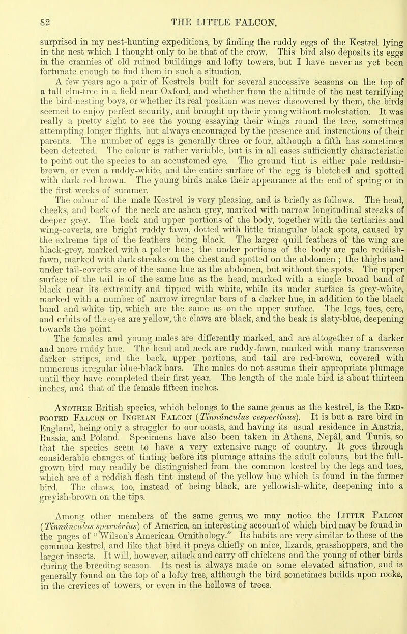 S2 THE LITTLE FALCON. surprised in my nest-hunting expeditions, by finding the ruddy eggs of the Kestrel lying in the nest which I thought only to be that of the crow. This bird also deposits its eggs in the crannies of old ruined buildings and lofty towers, but I have never as yet been fortunate enough to find them in such a situation. A few years ago a pair of Kestrels built for several successive seasons on the top of a tall elm-tree in a field near Oxford, and whether from the altitude of the nest terrifying the bird-nesting boys, or whether its real position was never discovered by them, the birds seemed to enjoy perfect security, and brought up their young without molestation. It was really a pretty sight to see the young essaying their wings round the tree, sometimes attempting longer flights, but always encouraged by the presence and instructions of their parents. The number of eggs is generally three or four, although a fifth has sometimes been detected. The colour is rather variable, but is in all cases sufficiently characteristic to point out the species to an accustomed eye. The ground tint is either pale reddish- brown, or even a ruddy-white, and the entire surface of the egg is blotched and spotted with dark red-brown. The young birds make their appearance at the end of spring or in the first weeks of summer. The colour of the male Kestrel is very pleasing, and is briefly as follows. The head, cheeks, and back of the neck are ashen grey, marked with narrow longitudinal streaks of deeper grey. The back and upper portions of the body, together with the tertiaries and wing-coverts, are bright ruddy fawn, dotted with little triangular black spots, caused by the extreme tips of the feathers being black. The larger cj^uill feathers of the wing are black-grey, marked with a paler hue ; the under portions of the body are pale reddish- fawn, marked with dark streaks on the chest and spotted on the abdomen ; the thighs and under tail-coverts are of the same hue as the abdomen, but without the spots. The upper surface of the tail is of the same hue as the head, marked with a single broad band of black near its extremity and tipped with white, while its under surface is grey-white, marked with a number of narrow irregular bars of a darker hue, in addition to the black band and white tip, which are the same as on the upper surface. The legs, toes, cere, and crbits of the ej es are yellow, the claws are black, and the beak is slaty-blue, deepening towards the point. The females and young males are differently marked, and are altogether of a darker and more ruddy hue. The head and neck are ruddy-fawn, marked with many transverse darker stripes, and the back, upper portions, and tail are red-brown, covered with numerous irregular blue-black bars. The males do not assume their appropriate plumage until they have completed their first year. The length of the male bird is about thirteen inches, and that of the female fifteen inches. Another British species, which belongs to the same genus as the kestrel, is the Eed- FOOTED Ealcon or Ingeian Falcoit {Tinnunculus vespertinus). It is but a rare bird in England, being only a straggler to our coasts, and having its usual residence in Austria, Russia, and Poland. Specimens have also been taken in Athens, Nepal, and Tunis, so that the species seem to have a very extensive range of country. It goes through considerable changes of tinting before its plumage attains the adult colours, but the full- grown bird may readily be distinguished from the common kestrel by the legs and toes, which are of a reddish flesh tint instead of the yellow hue which is found in the former bitd. The claws, too, instead of being black, are yellowish-white, deepening into a greyish-brown on the tips. Among other members of the same genus, we may notice the Little Falcon {Tinnunculus sparverius) of America, an interesting account of which bird may be found in the pages of  Wilson's American Ornithology. Its habits are very similar to those uf the common kestrel, and like that biid it preys chiefly on mice, lizards, grasshoppers, and the larger insects. It will, however, attack and carry off chickens and 'the young of other birds during the breeding season. Its nest is always made on some elevated situation, and is generally found on the top of a lofty tree, although the bird sometimes builds upon rocks, in the crevices of towers, or even in the hollows of trees.