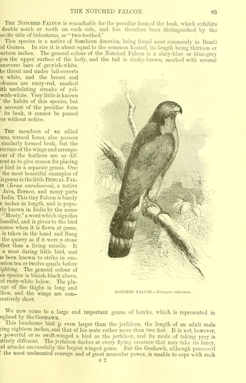 The Notched Falcon is rcinarkablc for the peculiar Ibnii of the beak, which exhibits doul)le notcli or tooth on each side, and has therefore been distingiiished by the K'cific title of bideutatus, or two-toothed. This species is a native of Southern America, being found most commonly in lirazil id Guinea. In size it is about equal to the common kestrel, its length being thirteen or lurteen inches. The general colour of tlie Notched Falcon is a slaty-blue or blue-gi-ey pon the upper surface of the body, and the tail is dusky-brown, marked with several ansverse bars of greyish-white, he throat and under tail-coverts •e white, and the breast and )donien are rusty-red, marked ith undulating streaks of yel- wish-white. Yery little is known ■ the habits of this species, but 1 acco\int of the peculiar form its beak, it cannot be passed 'cr without notice. The members of an allied ?nus, termed lera.x, also possess similarly formed beak, but the nicture of the wings and an-ange- cnt of the fcathei-s are so dif- rent as to give reason for placing le bird in a separate genu.s. One ' the most beautiful examples of is genus is the little Bengal Fal- »N [lerax cwriilescens), a native ' Java, Borneo, and many parts India. This tiny Falcon is liarely X inclu's in ](>ngth, and is popu- rly known in India by the name  ^looty, a word whicli signifies handful, and is given to the bird (cause when it is flown at game, is taken in the hand and flung the quarry as if it were a stone thor than a living missile. It a most daring little bird, and IS Won known to strike in suo- 'ssion ten or twelve quails before ighting. The general colour of lis species is bluish-black above, id nisty-white below. The plu- lage of the thighs is long and Ikon, and the wings are com- iratively short \\ e now come to a large and important genus of hawks, which is represented in ngland by the Goshawk. This handsome bird is even larger than the jcrfalcon, the length of an adult male eing eighteen inches, and that of his mate rather more than two feet. It is not, however, ) powerful or so swift-winged a bird as the jeifalcon, and its mode of takiug prey is itirely different. The jerfalcon dashes at evers- flying creature that mav take its fancy, :id attacks successfully the largest winged game. ' But the Goshawk, although possessed ; the most undaunted courage and of great muscular power, is unable to cope with such G 2 NOTCHED FALCON.—ffdrpaji« bUIetUatnt.